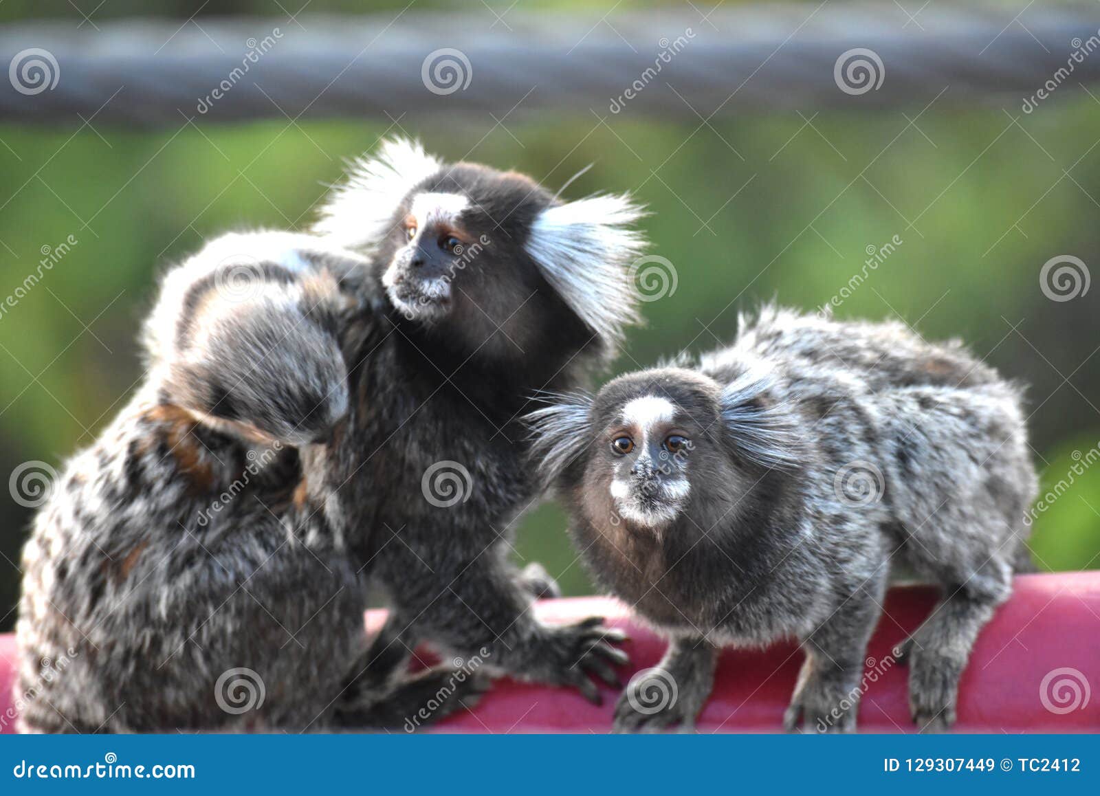 Three monkeys in Brazil stock image. Image of animal 129307449