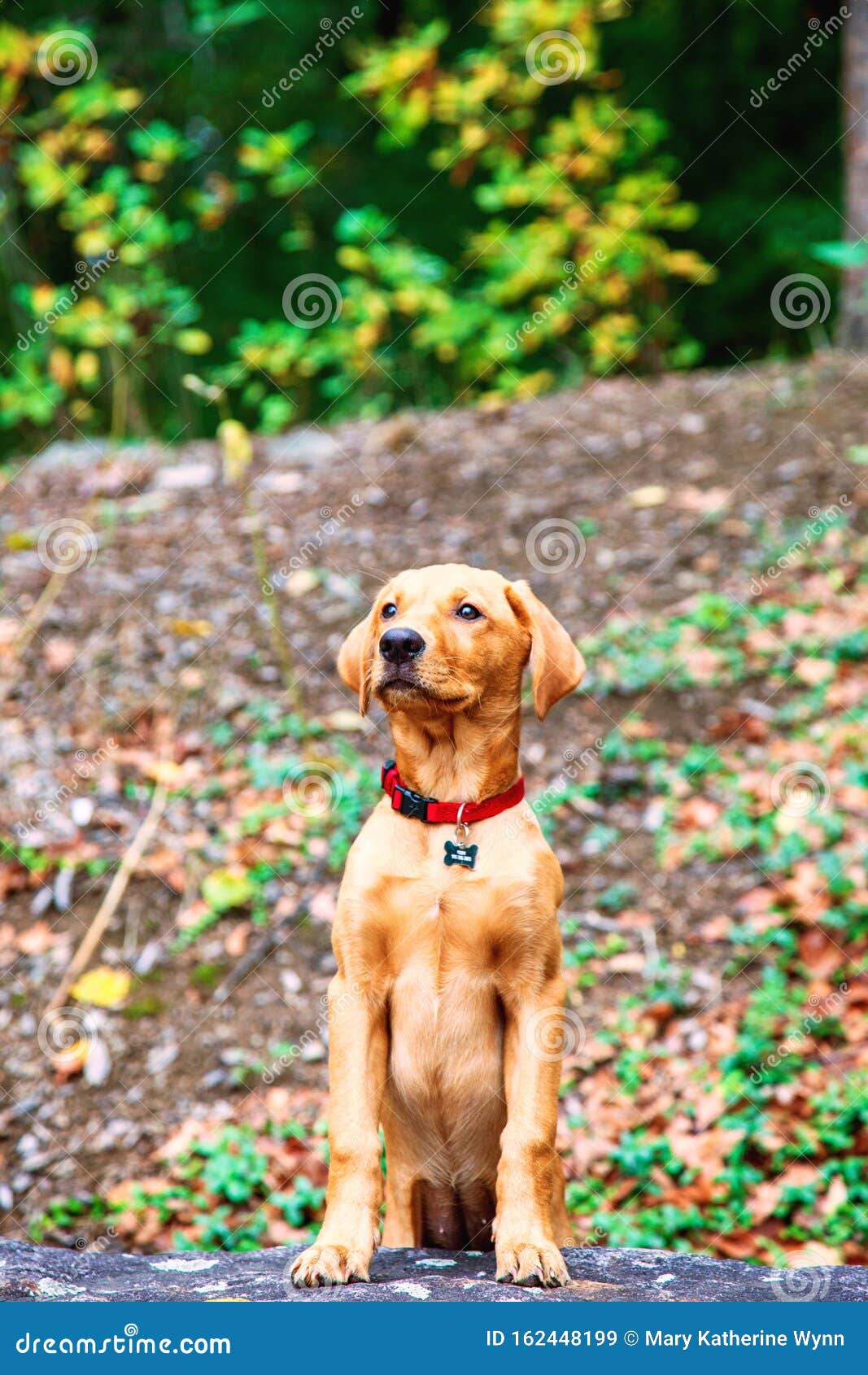 Red Labrador Puppy Standing On Rocks Stock Image - Image ...