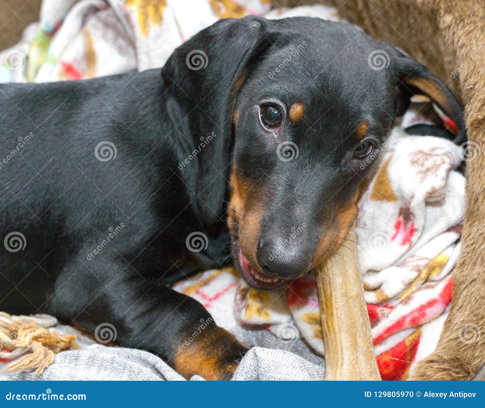 Threemonth Puppy of Dachshund Chewing on Bone Stock Photo Image of