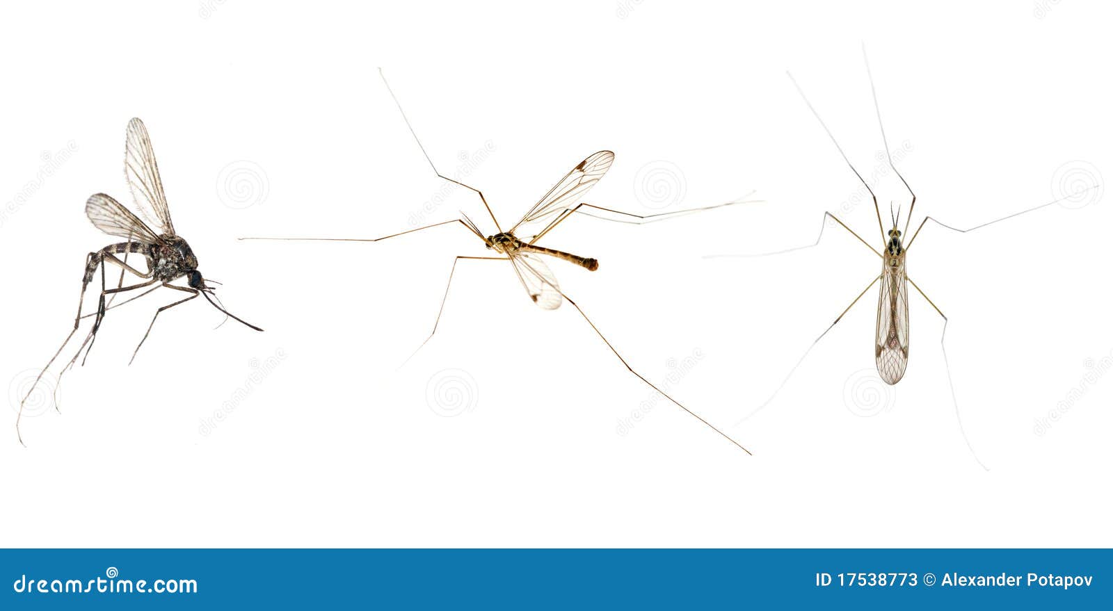 Three Mosquitoes Isolated on White Stock Image Image of gnat