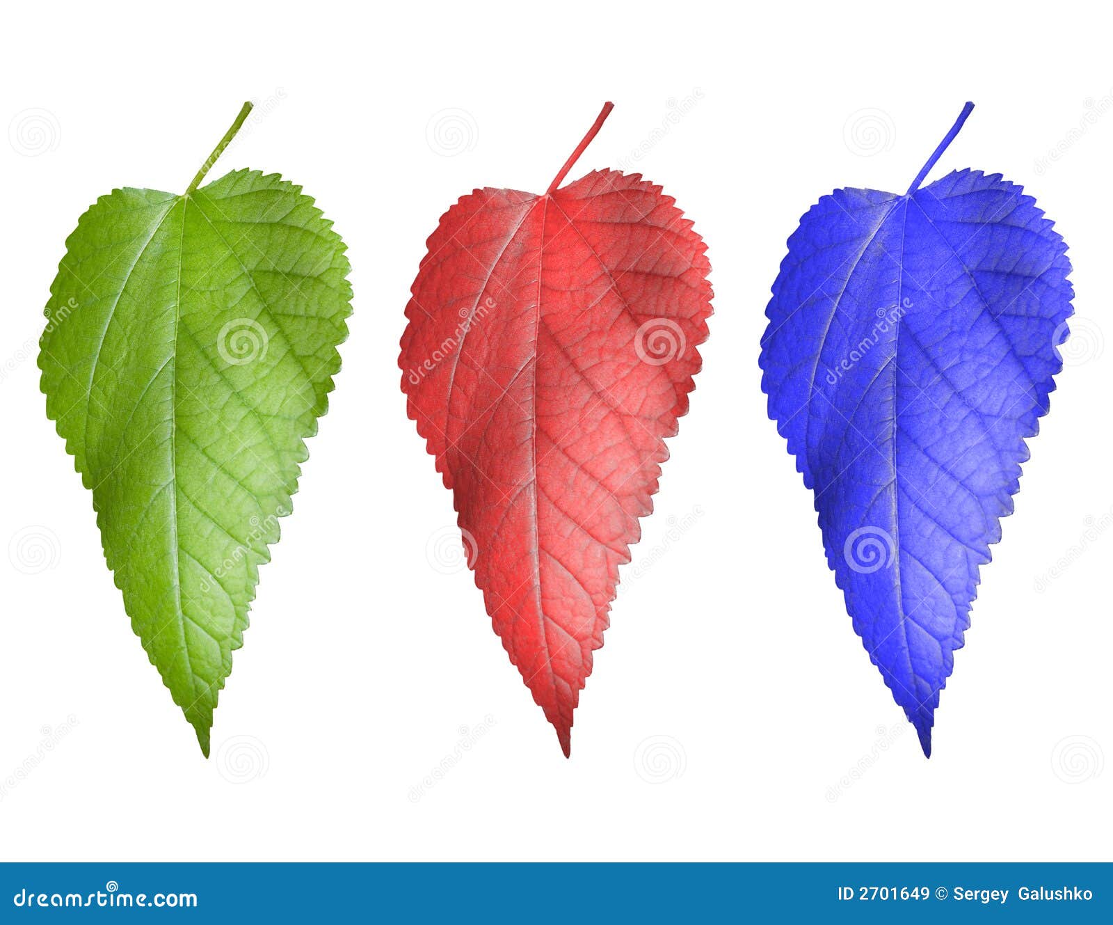 Three multi-coloured leaf stock image. Image of background - 2701649