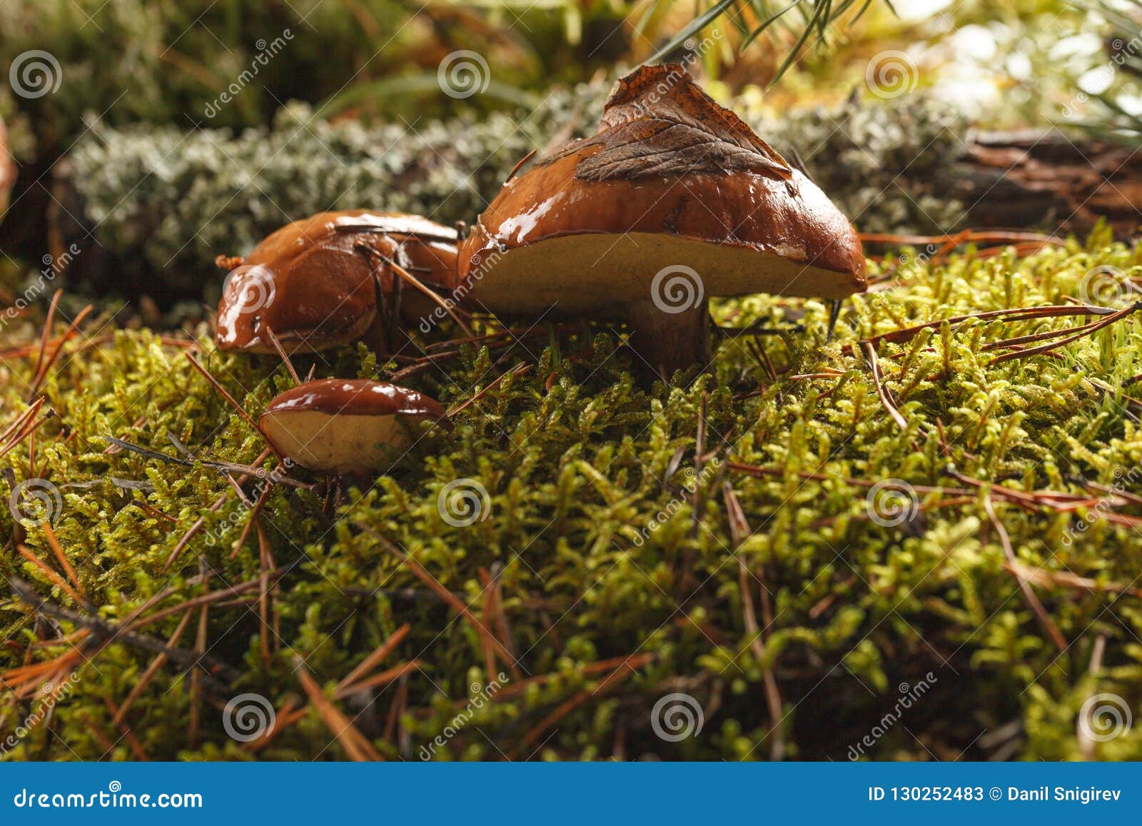 Mushroom, Porcini RoyaltyFree Stock Photography