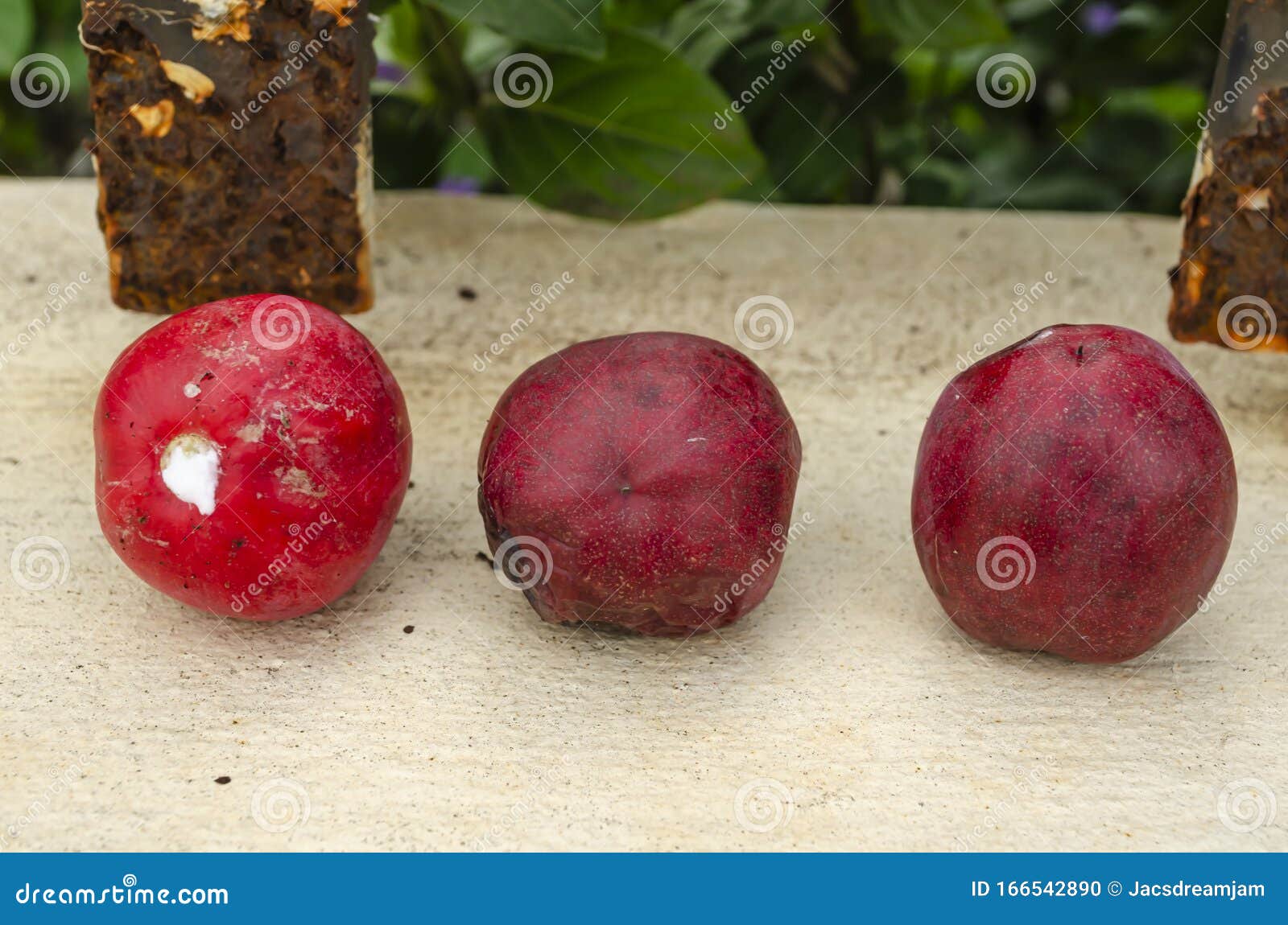 Three Natal Plums in Line stock photo. Image of line 166542890