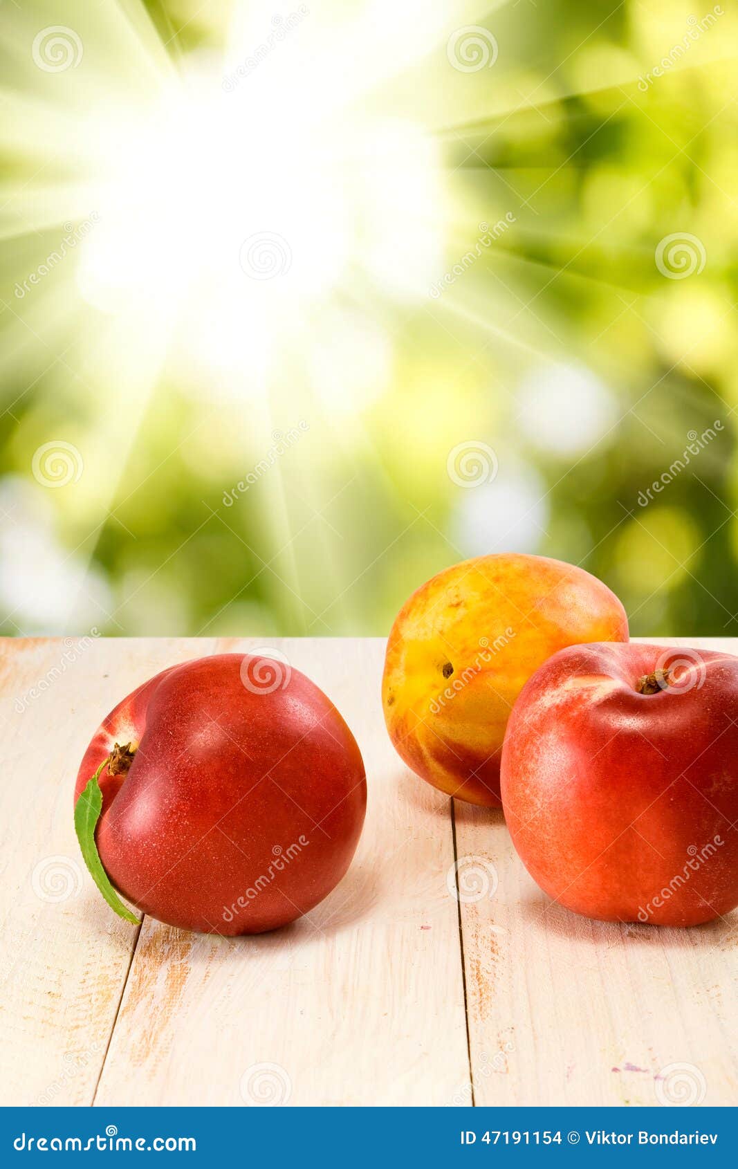 Three Nectarines Against the Sun Stock Photo Image of concept, good