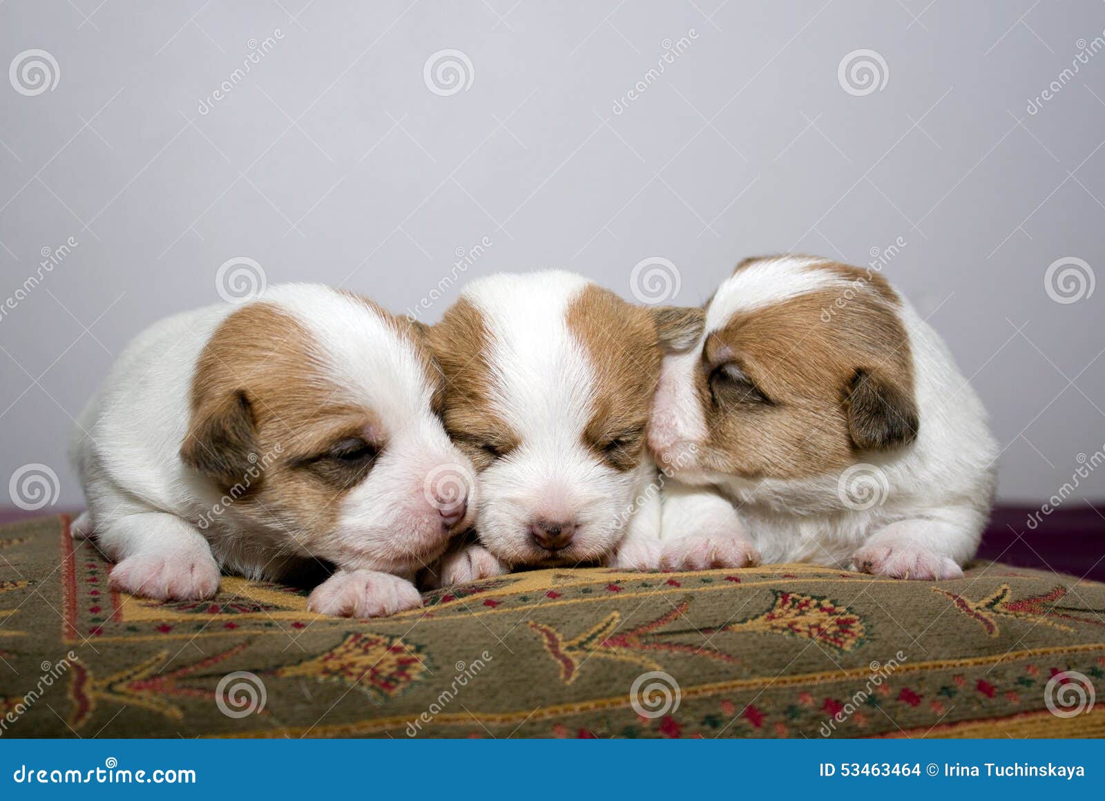 Three Newborn Jack Russel Puppies Stock Photo Image of newborn