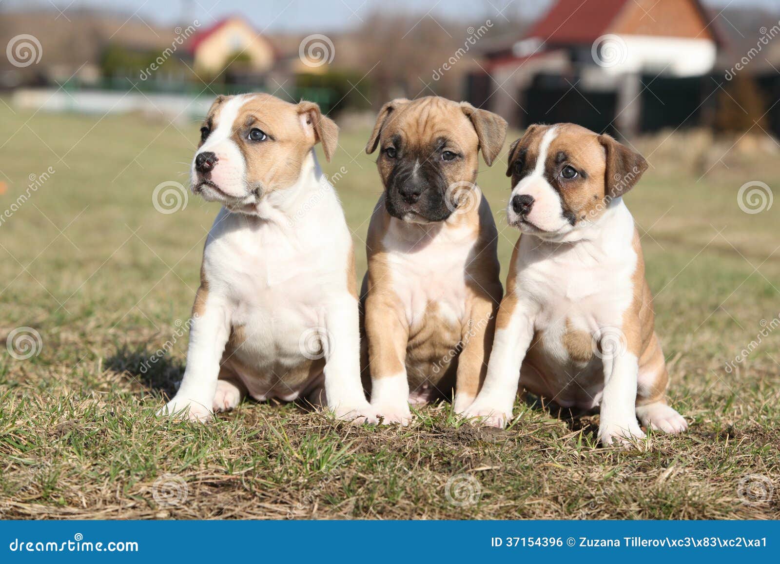 Three Nice Puppies of Stafford Sitting Together Stock Photo Image of