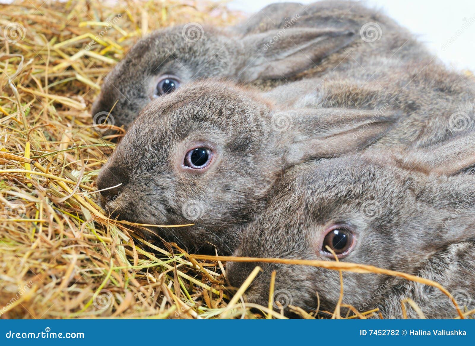 Three nice rabbit stock photo. Image of fluffy, straw - 7452782