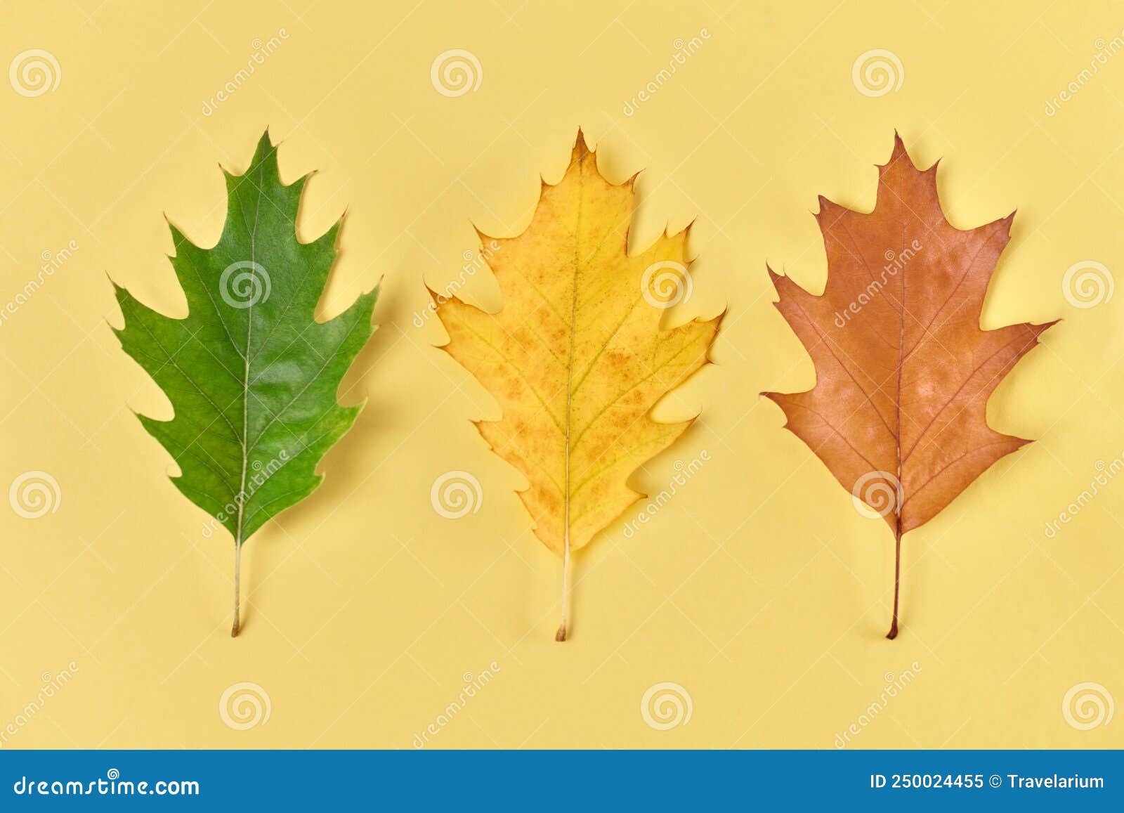 Three Oak Leaves Green, Yellow, Red Leaves on Yellow Background, Seasons  Change Concept Stock Image - Image of leaf, foliage: 250024455