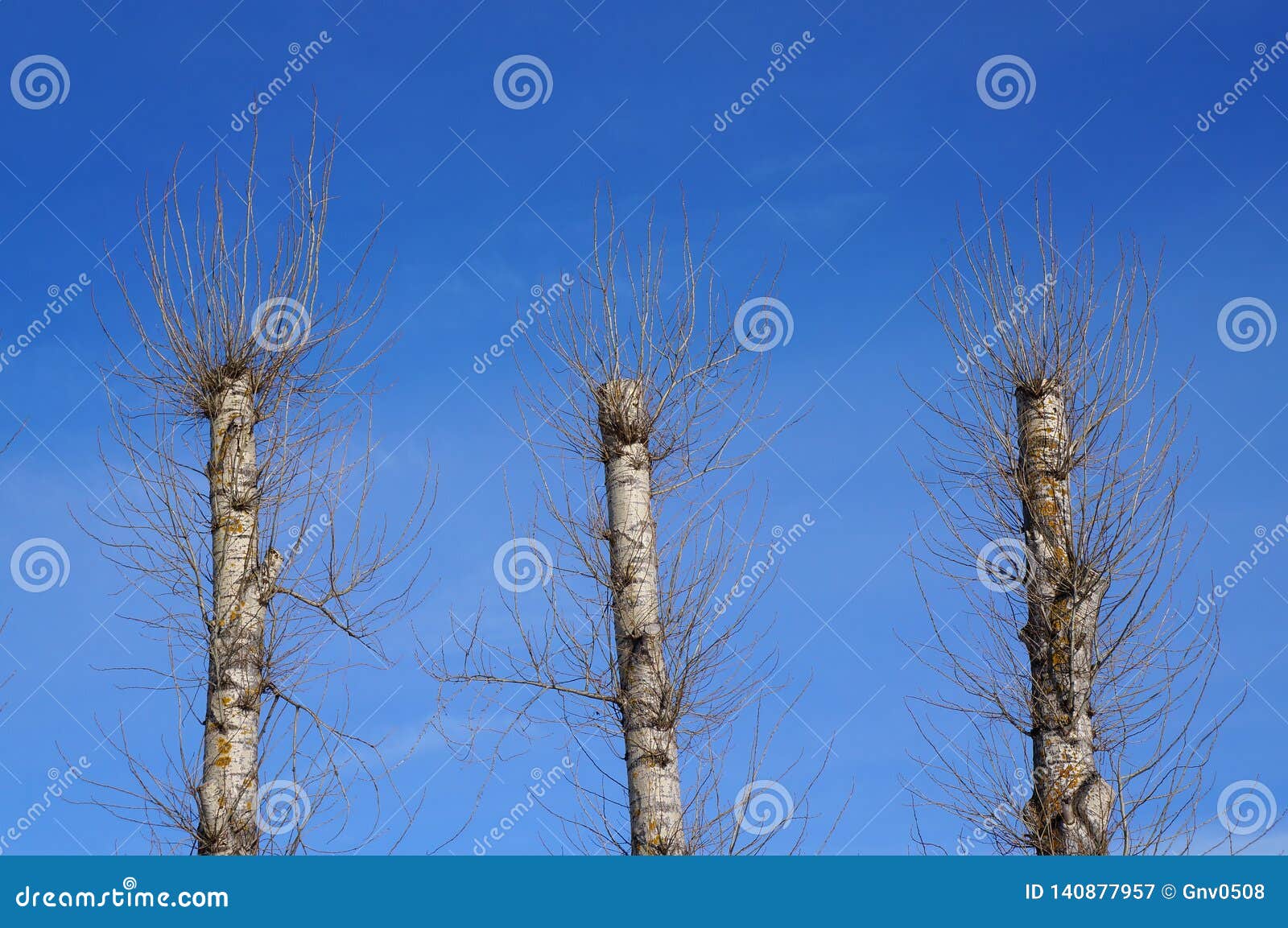 Three Old Poplar Trees after Total Pruning All Branches Stock Image