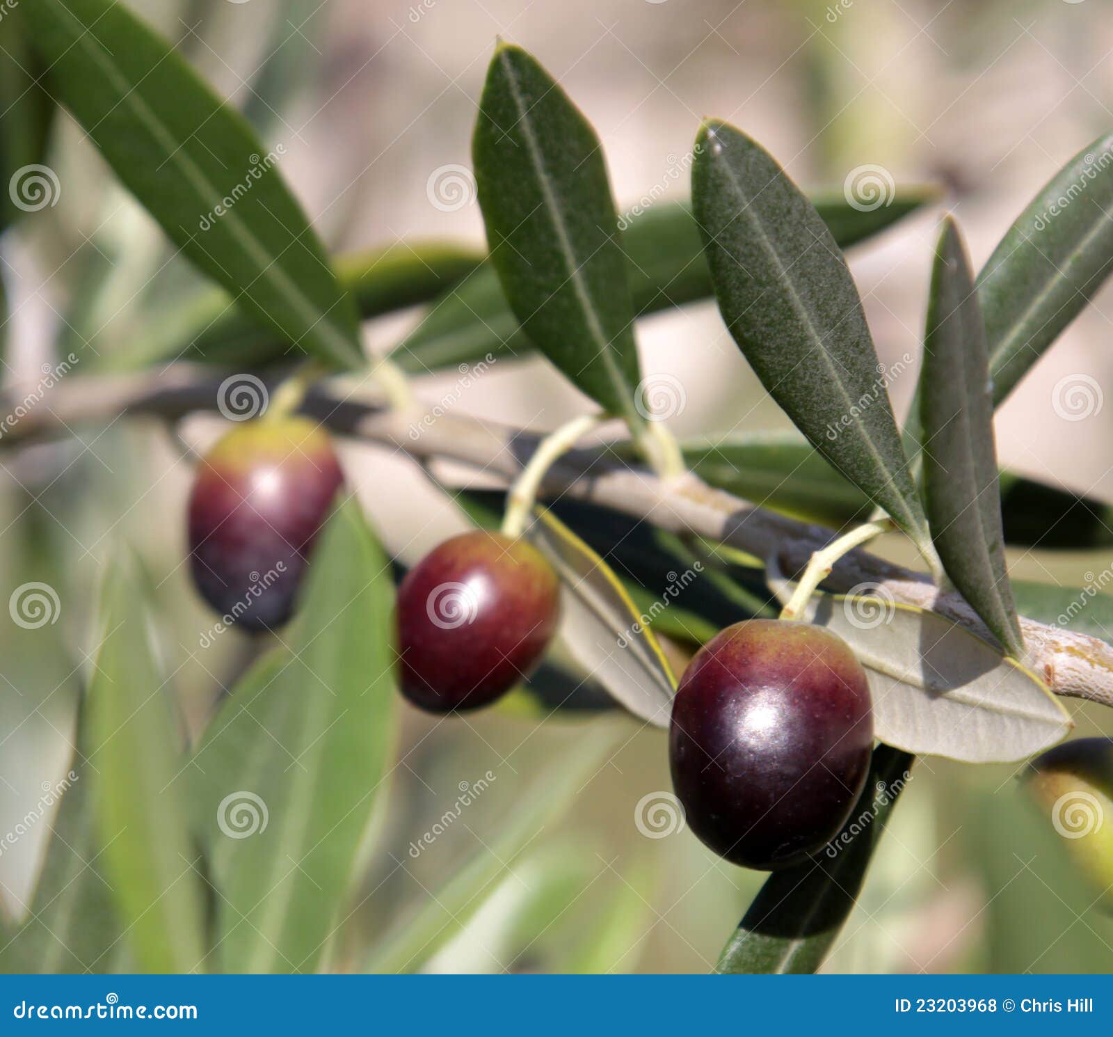 Three Olives stock photo. Image of garden, umbria, tree 23203968