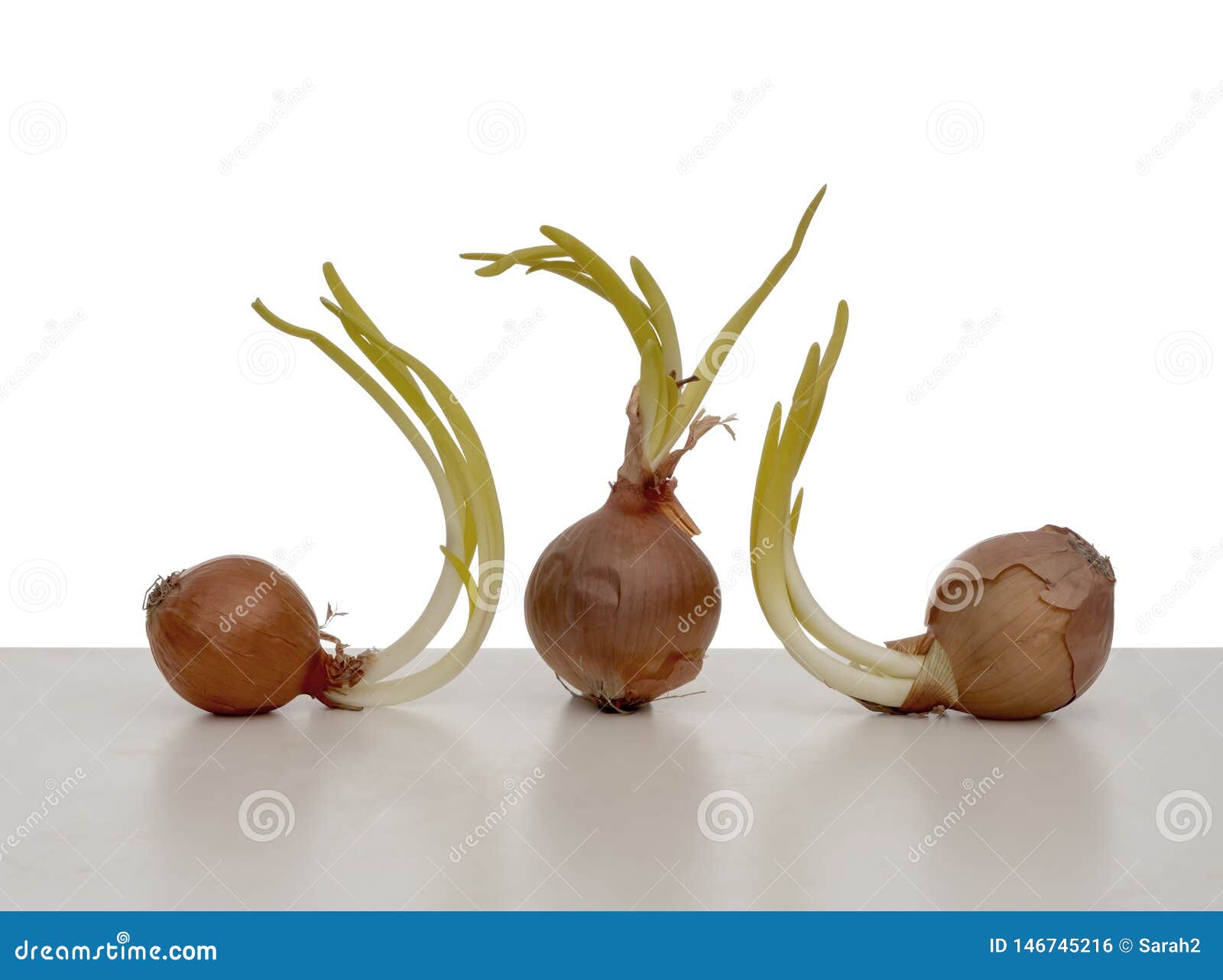Three Onions Found Sprouting In My Fridge Vegetables Isolated Against White Background On White Surface Stock Photo Image Of Grow Plant 146745216