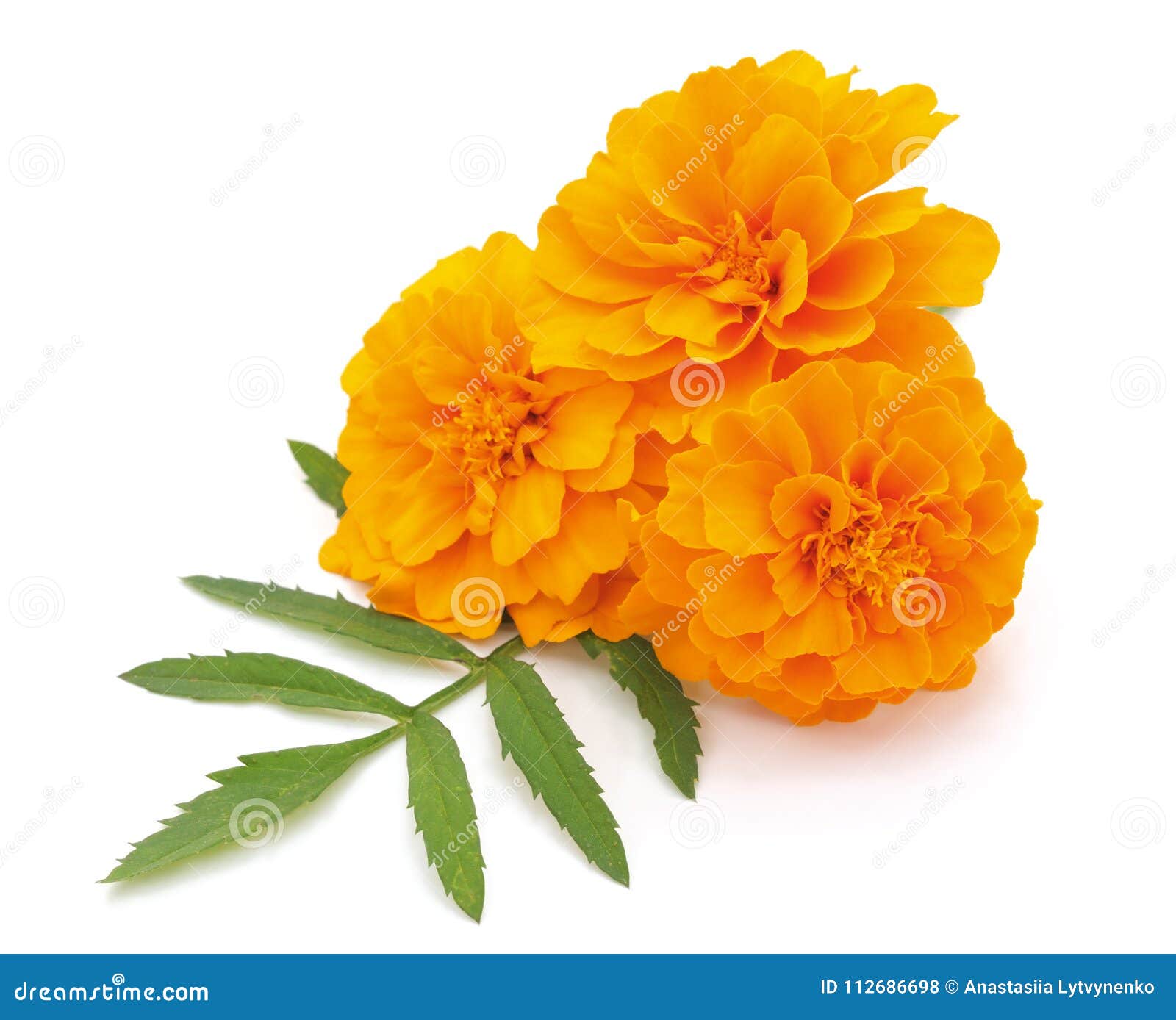 Three orange flowers. stock photo. Image of village - 112686698