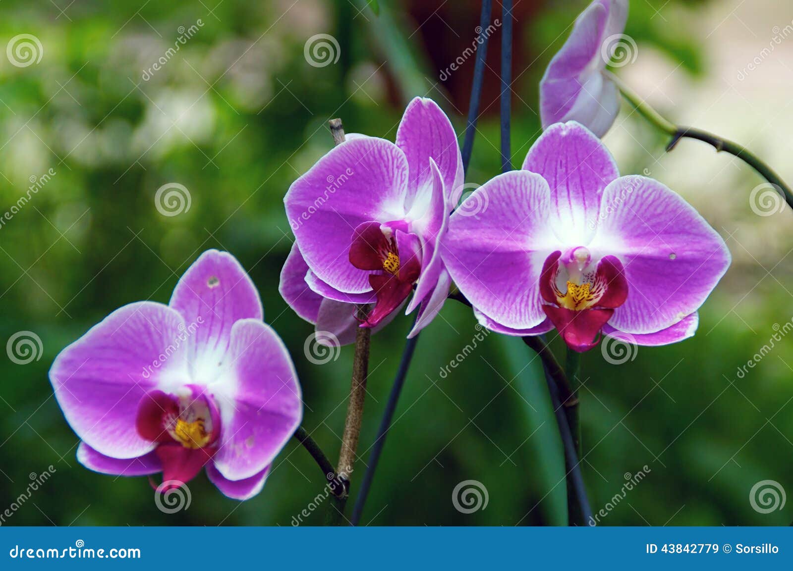Three orchids in bloom stock image. Image of orchids 43842779