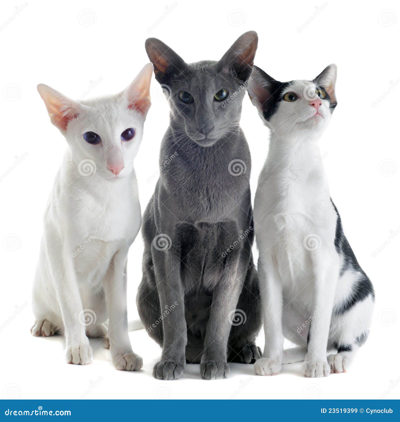 three oriental cats