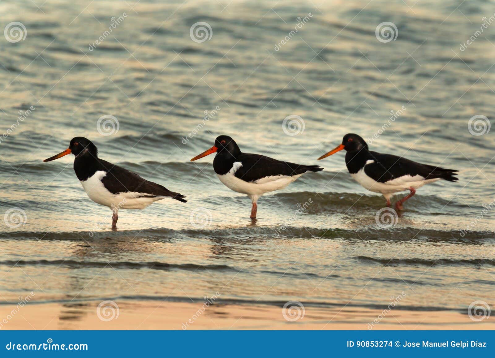 Three Oyster Catchers in the Seashore Stock Photo Image of nutrition