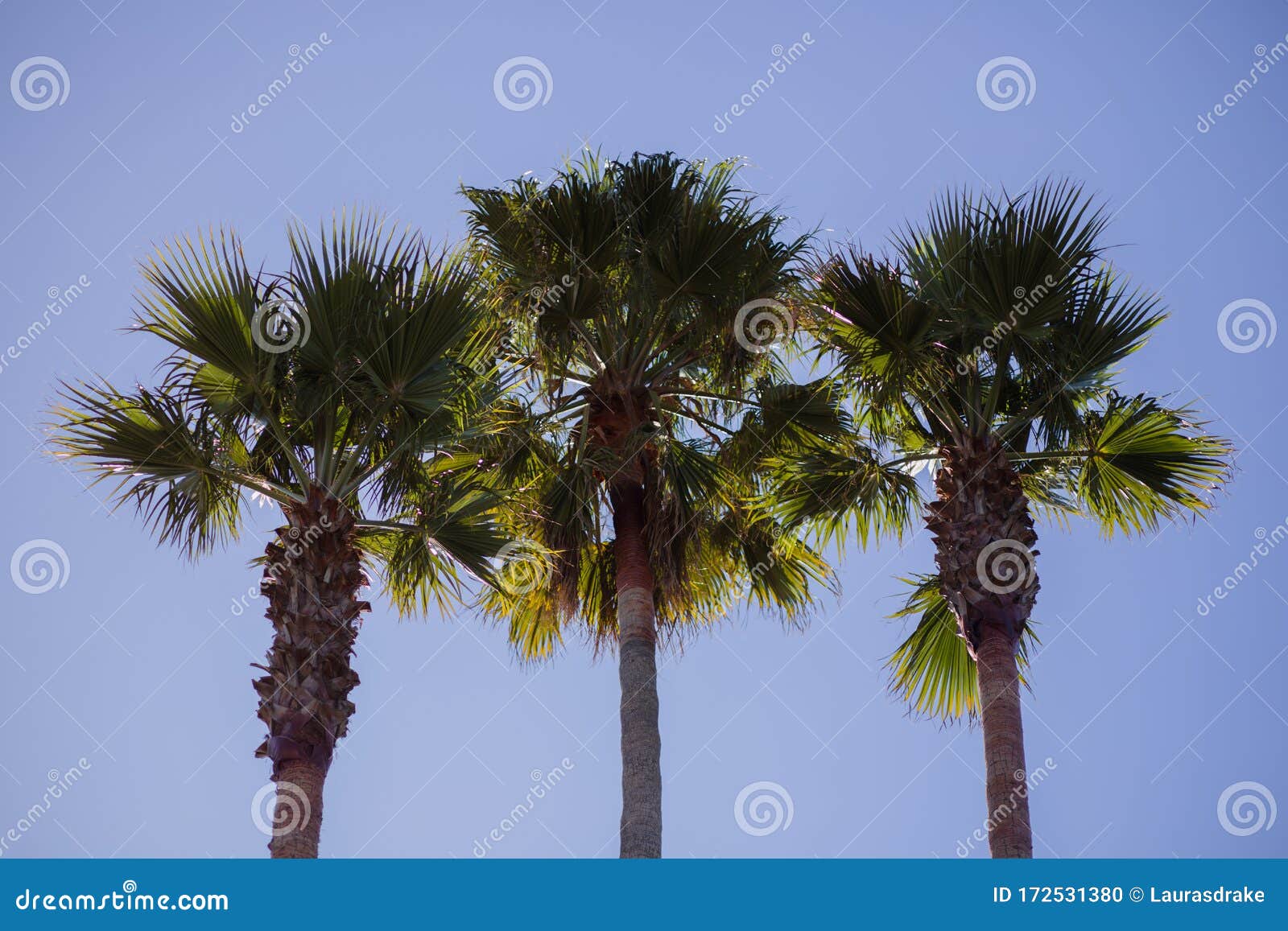 three palm trees on a sunny day with blue sky background