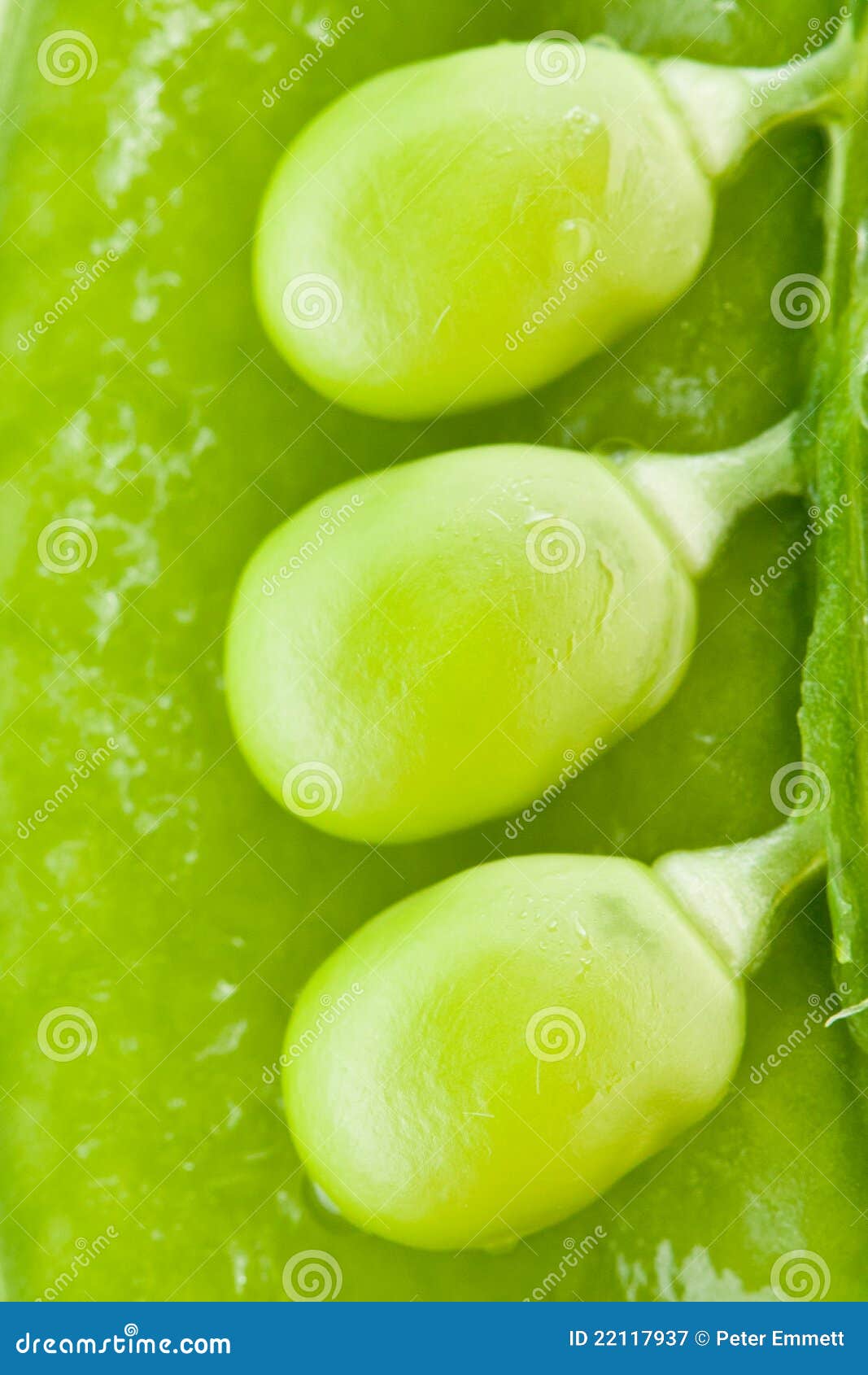 Three peas in a pod stock image. Image of veggies, veggie - 22117937