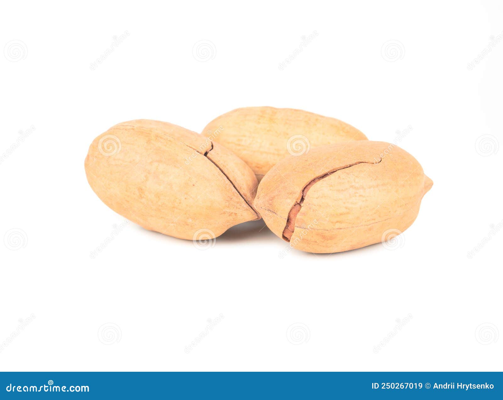 Three Pecans in Shell Isolated on White Background Stock Image Image
