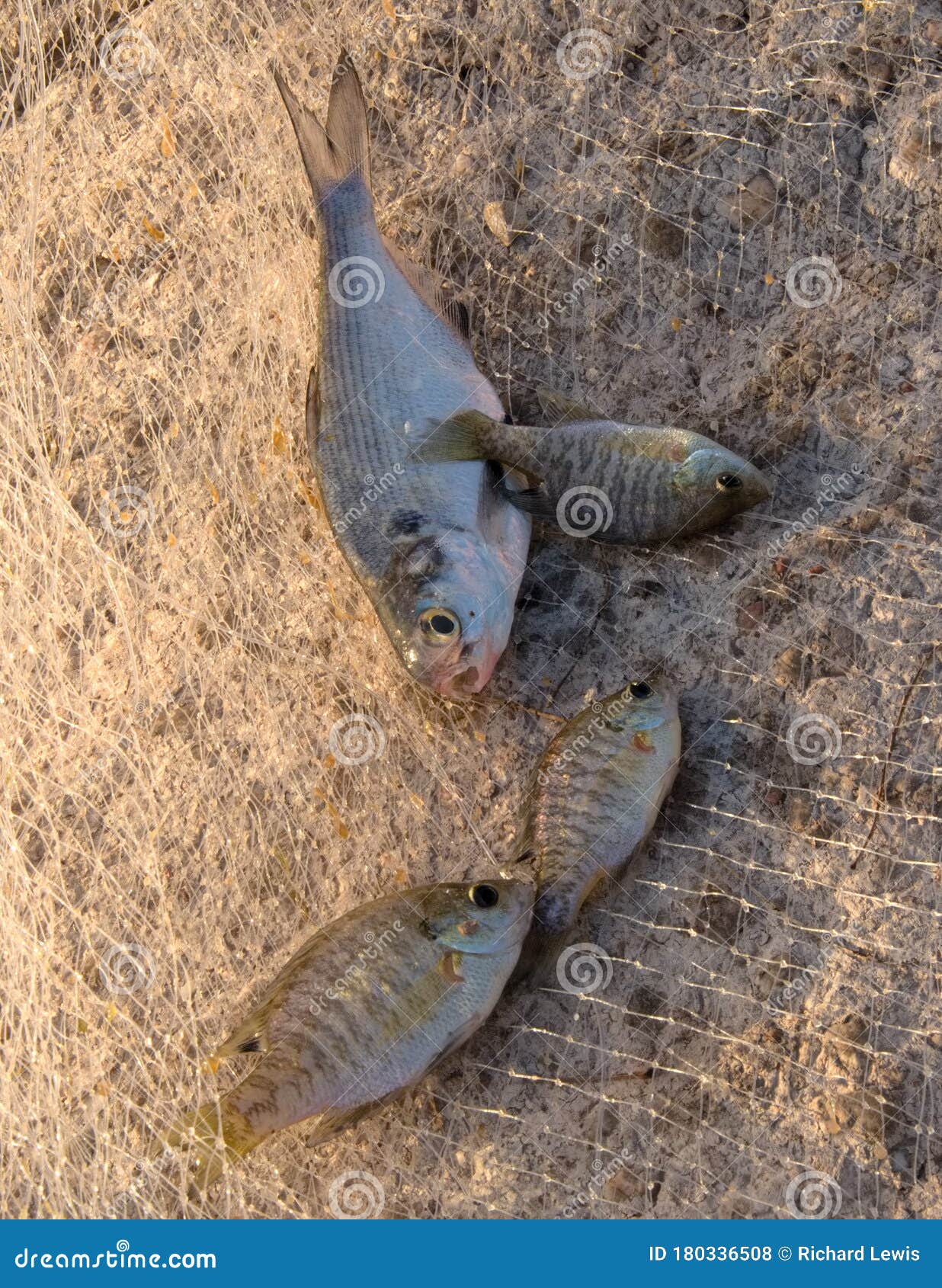 Four Bait Fish Caught in a Cast Net. Stock Photo - Image of