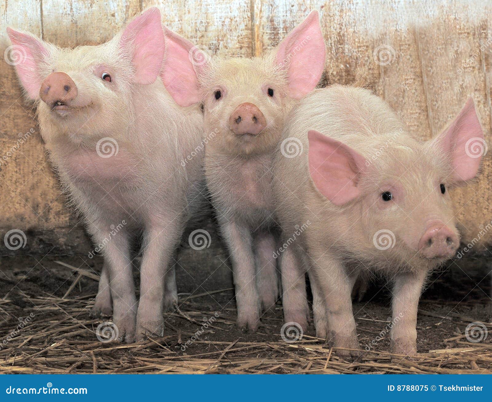 three pigs 8788075