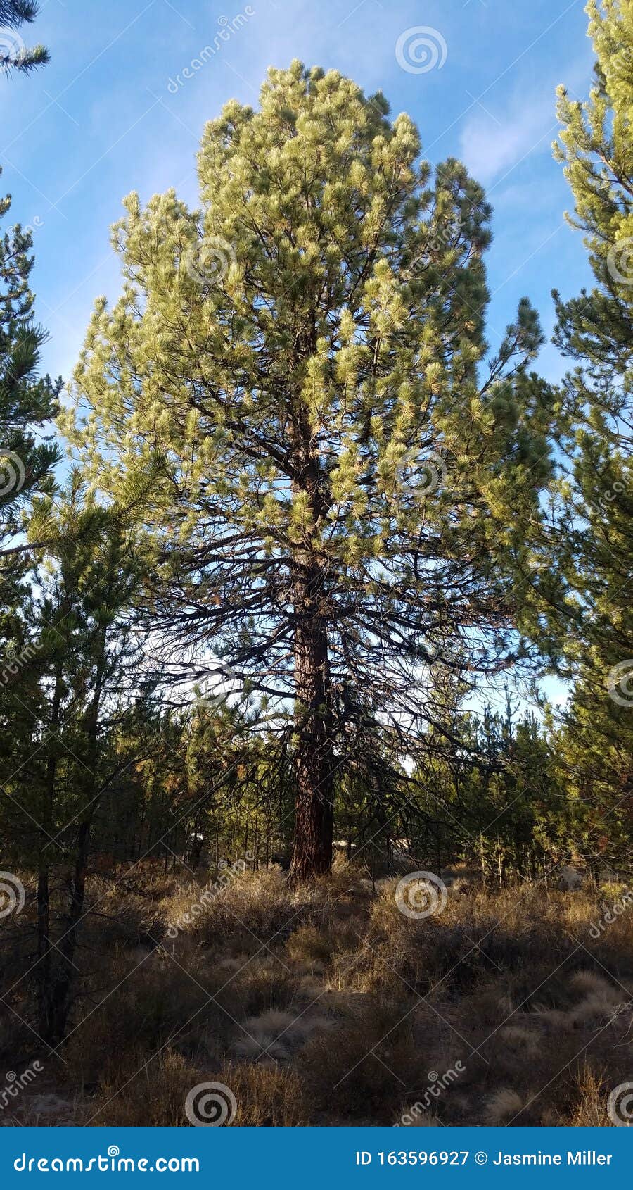 Three Pine Trees in the Tall Grass Stock Image Image of pine, trees