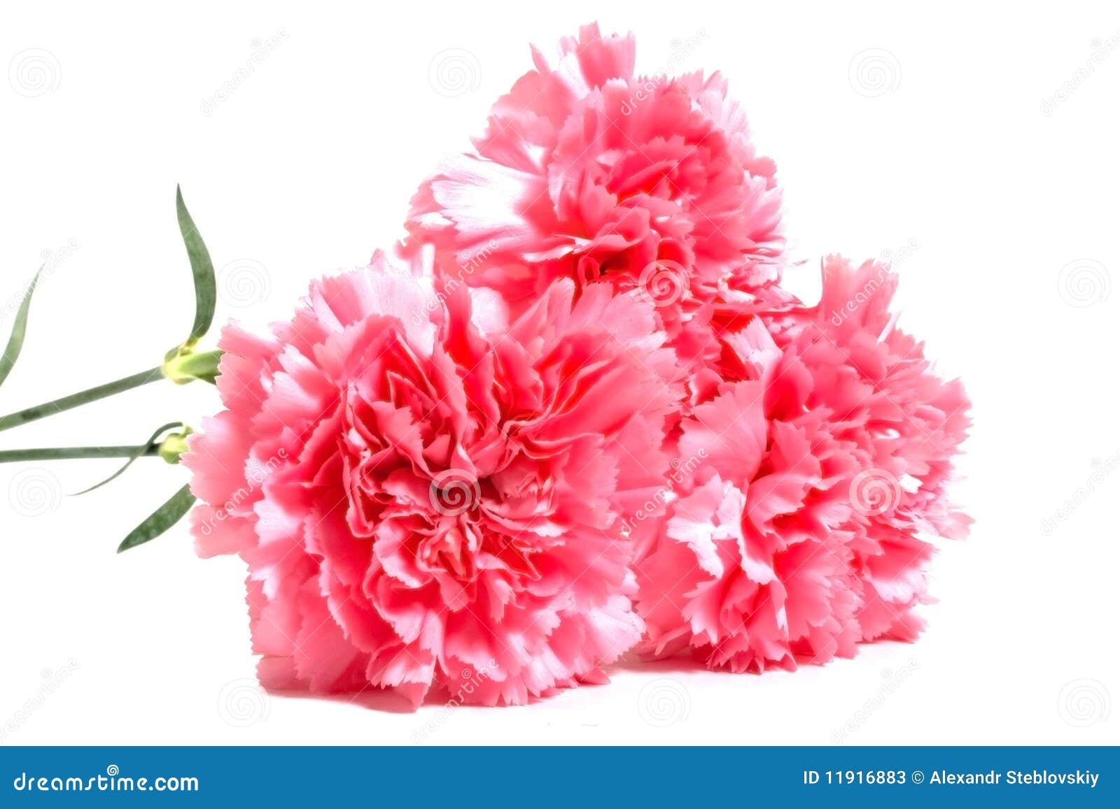 Three pink carnations stock image. Image of love, gift - 11916883