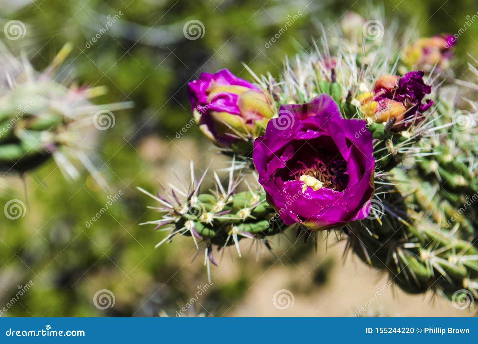 133 Cholla Bloom New Mexico Stock Photos Free & RoyaltyFree Stock