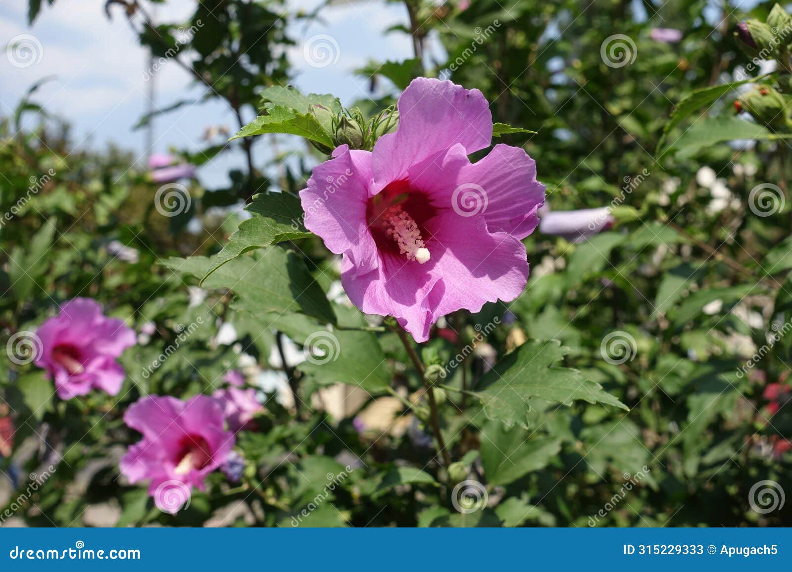 three pink flowers in the leafage of hibiscus syriacus in august
