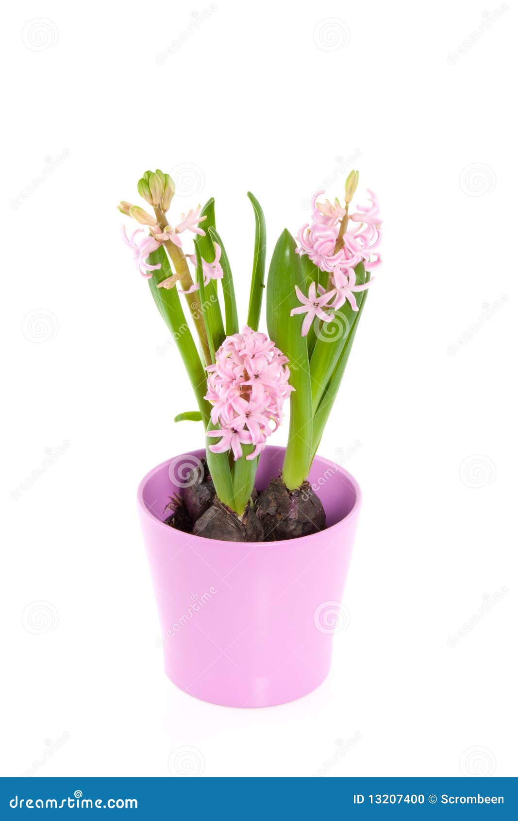 Three pink hyacinths stock photo. Image of colorful, season 13207400