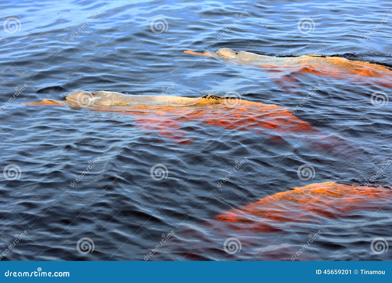 three pink river dolphins in rio negro, brazil