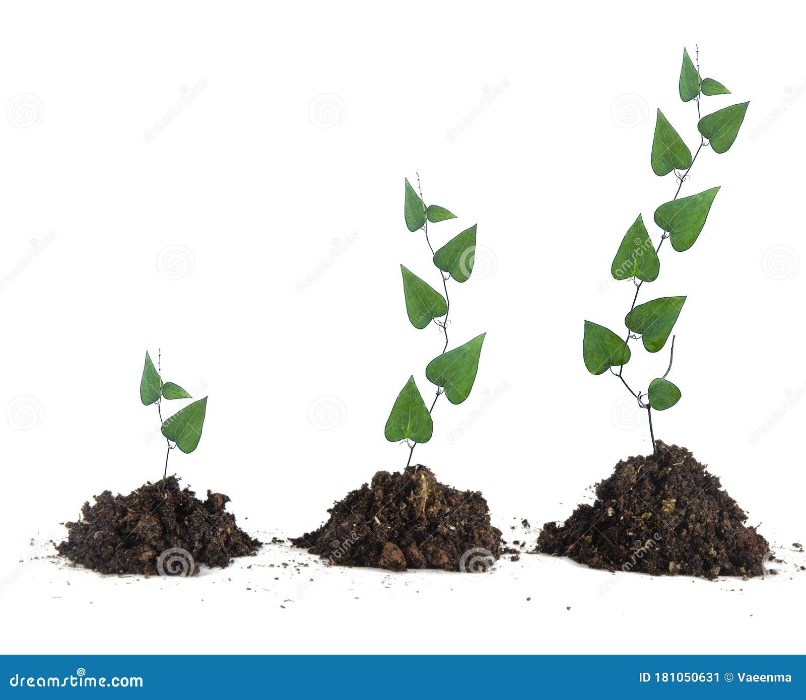Plants growing in soil stock image. Image of green, close 181050631