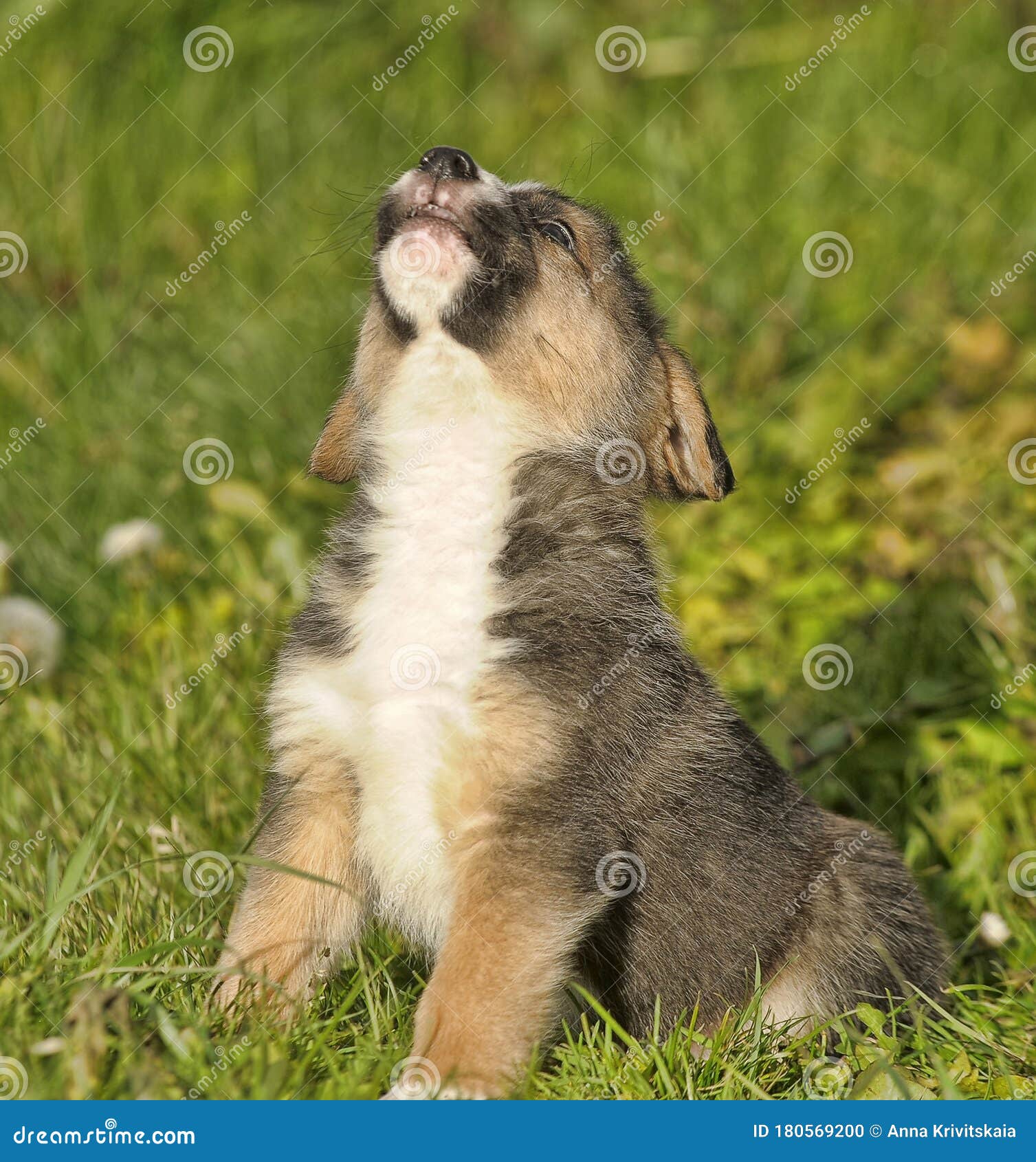 three-pointed puppy mestizo hound on green grass