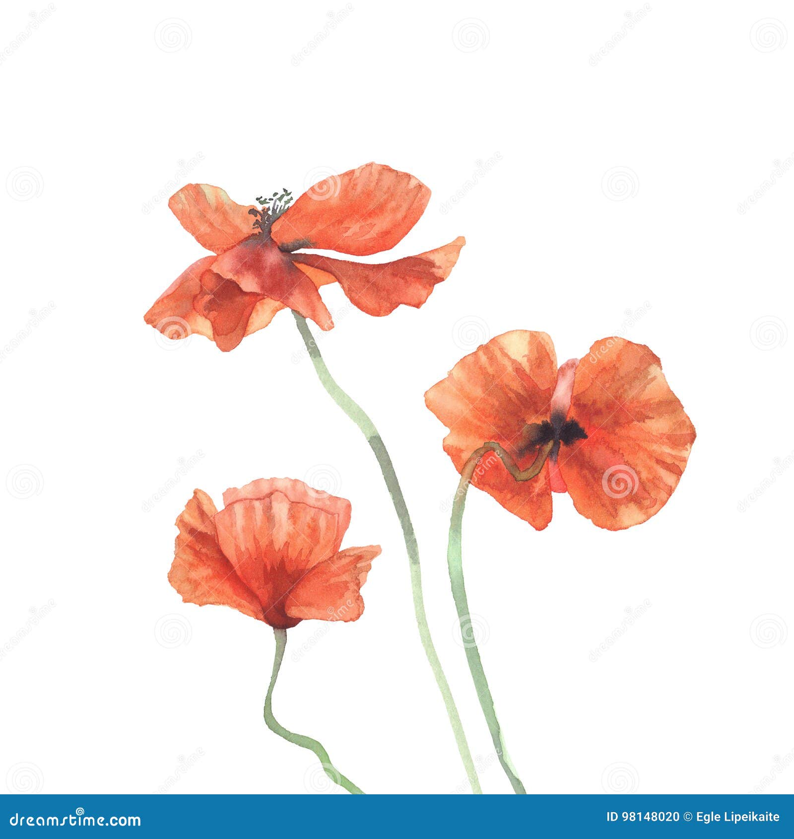 Three Poppies Watercolor Isolated Stock Illustration - Illustration of ...