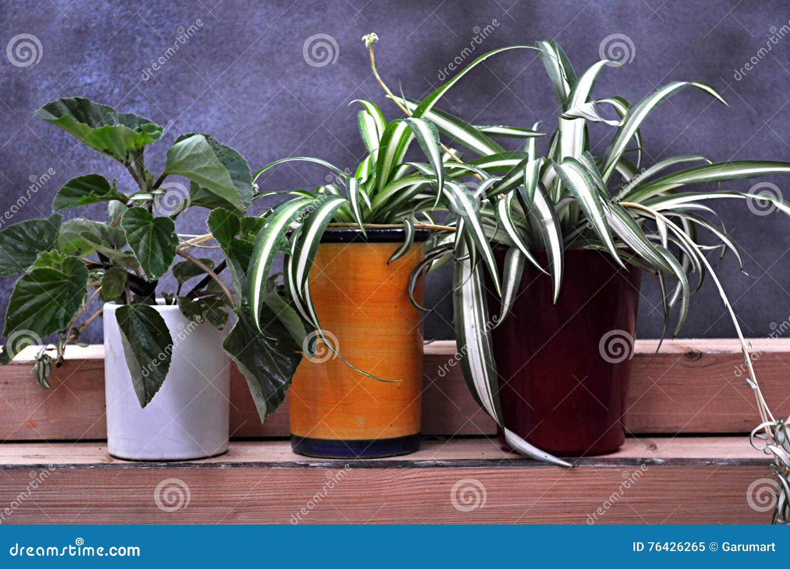 Three pots spider plant stock image. Image of floral 76426265