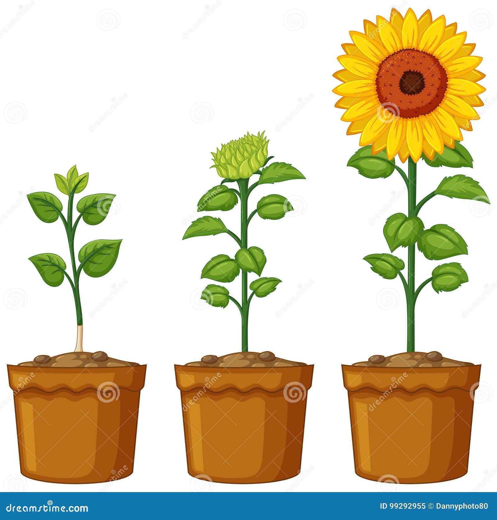Three Pots of Sunflower Plants Stock Vector - Illustration of object ...