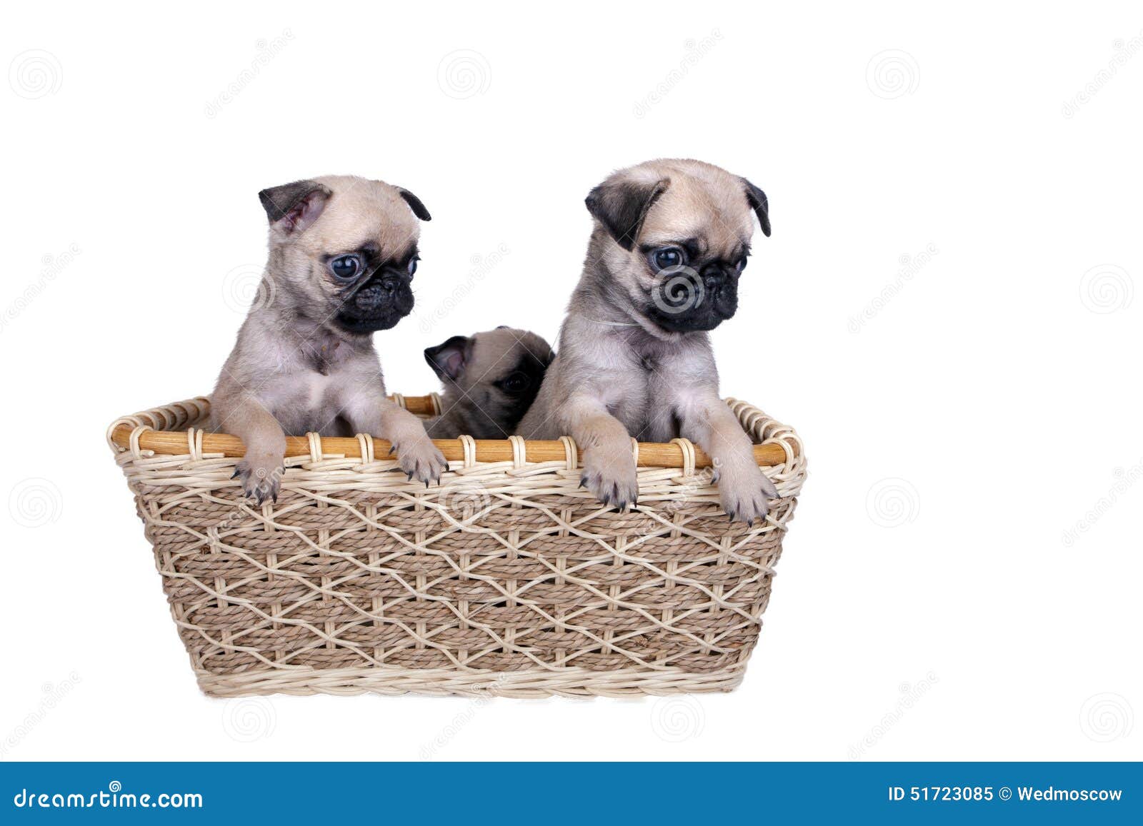 Three Pug Puppy In A Basket Stock Image Image of purebred, domestic