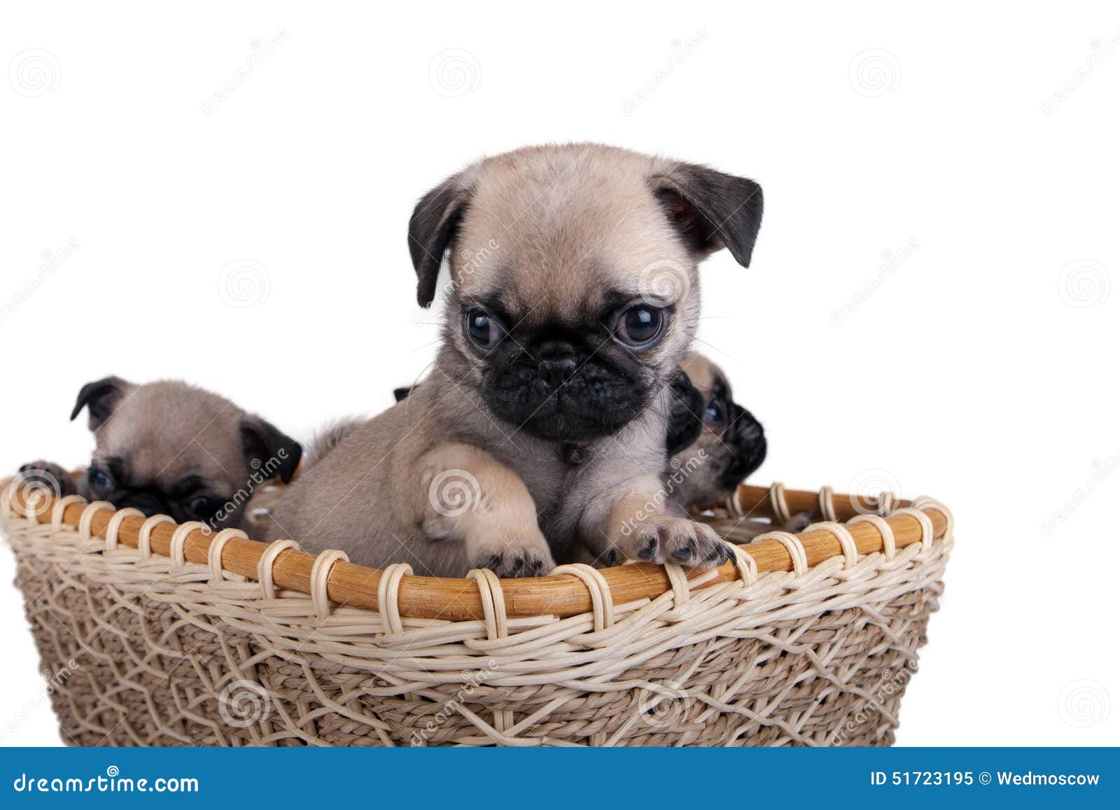 Three Pug Puppy in a Basket Stock Image Image of close, pedigree