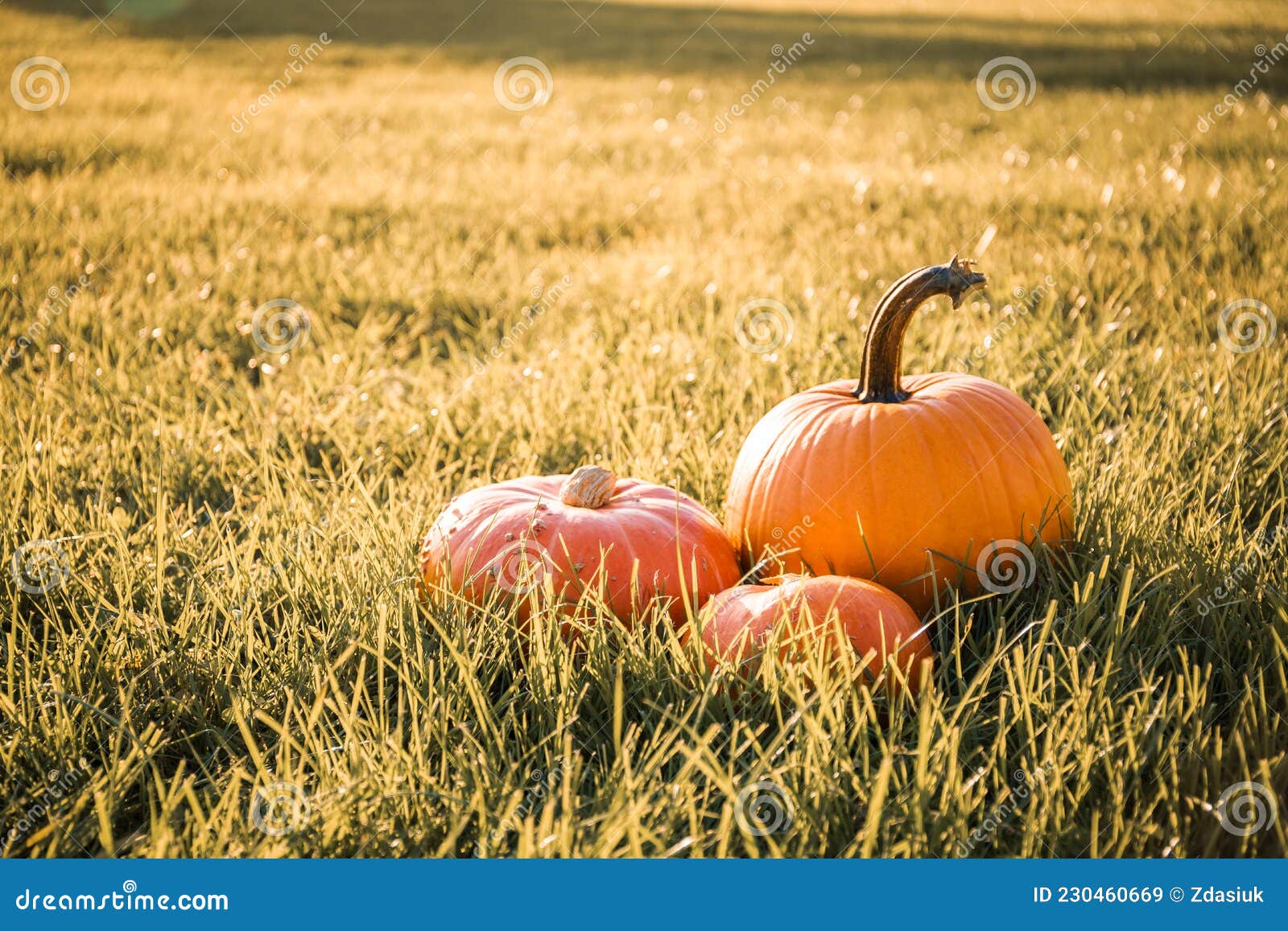 Three Pumpkins on Field Grass Background. Thanksgiving Day. Colorful  Holiday Postcard. Business Card. Banner. Halloween Symbol Stock Image -  Image of november, october: 230460669