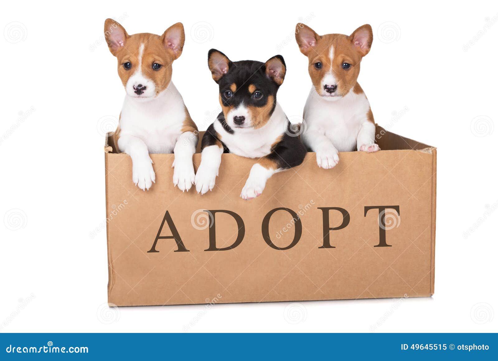 Three puppies in a box stock image. Image of tiny, animal 49645515