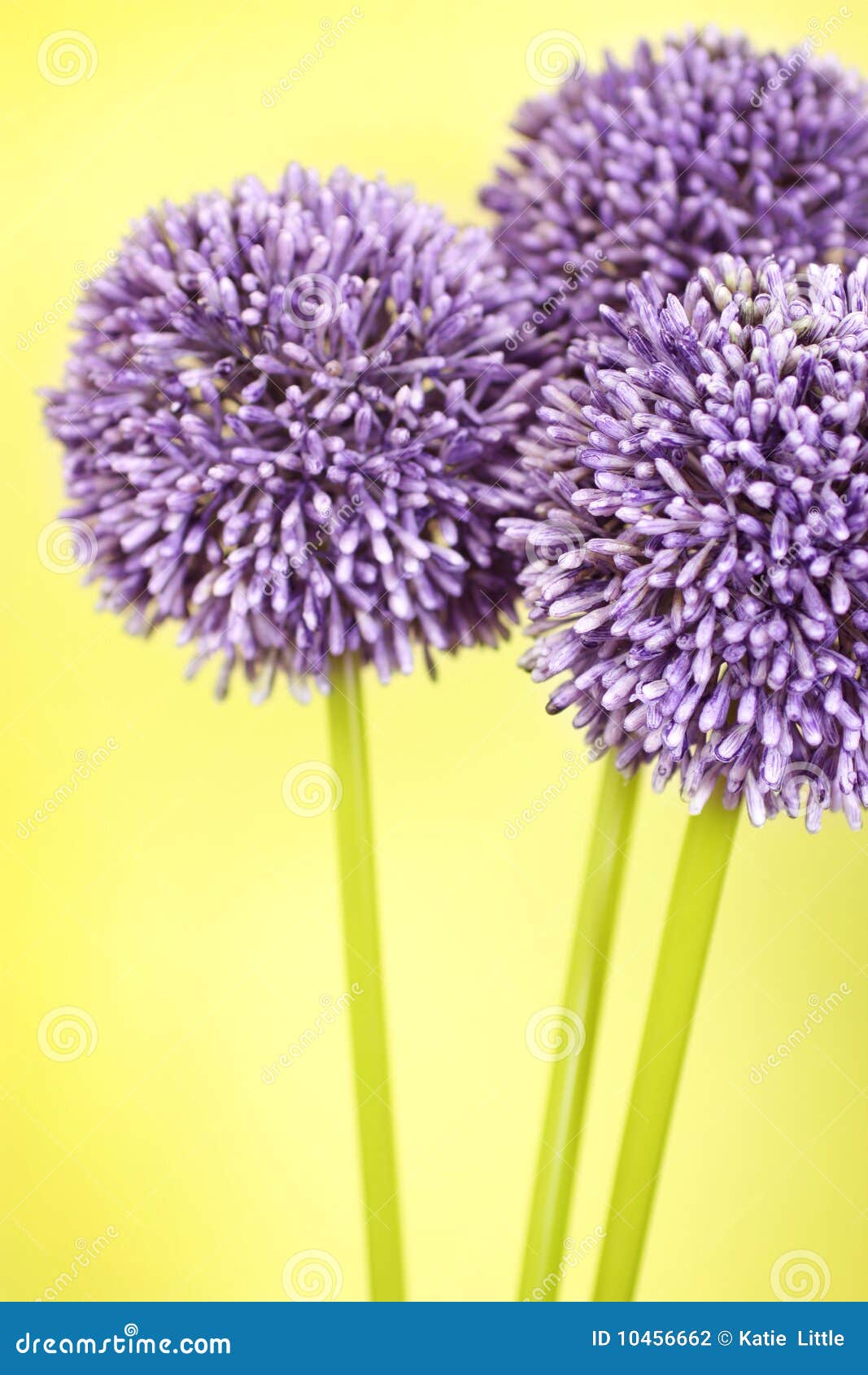 Three purple Alium flowers stock photo. Image of lilac 10456662