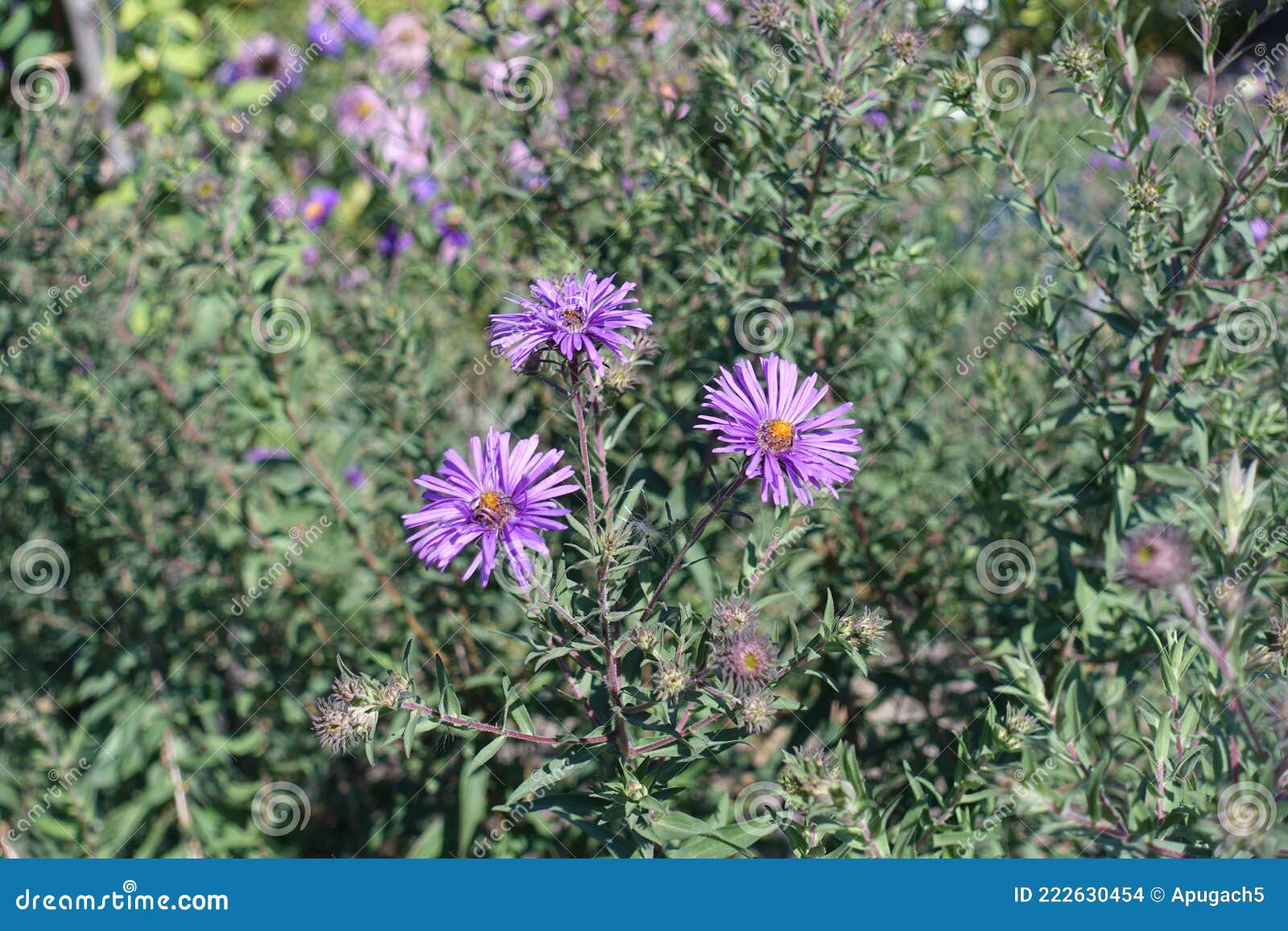Three Purple Flowers of New England Asters Stock Photo Image of
