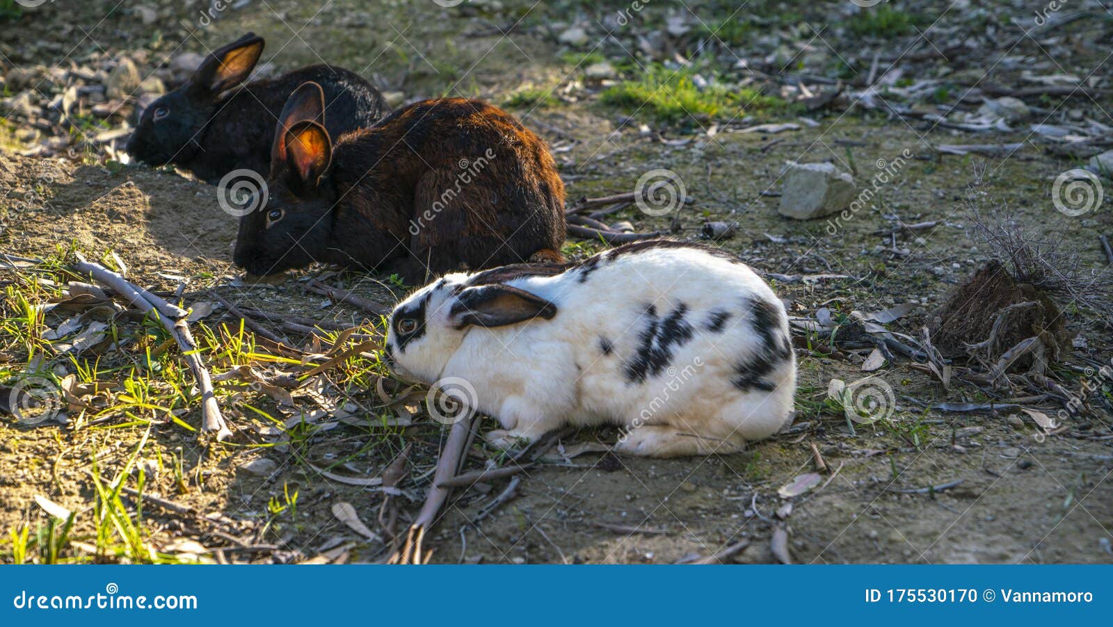 Three Rabbits Eating on the Lawn Stock Photo Image of brown, rabbit