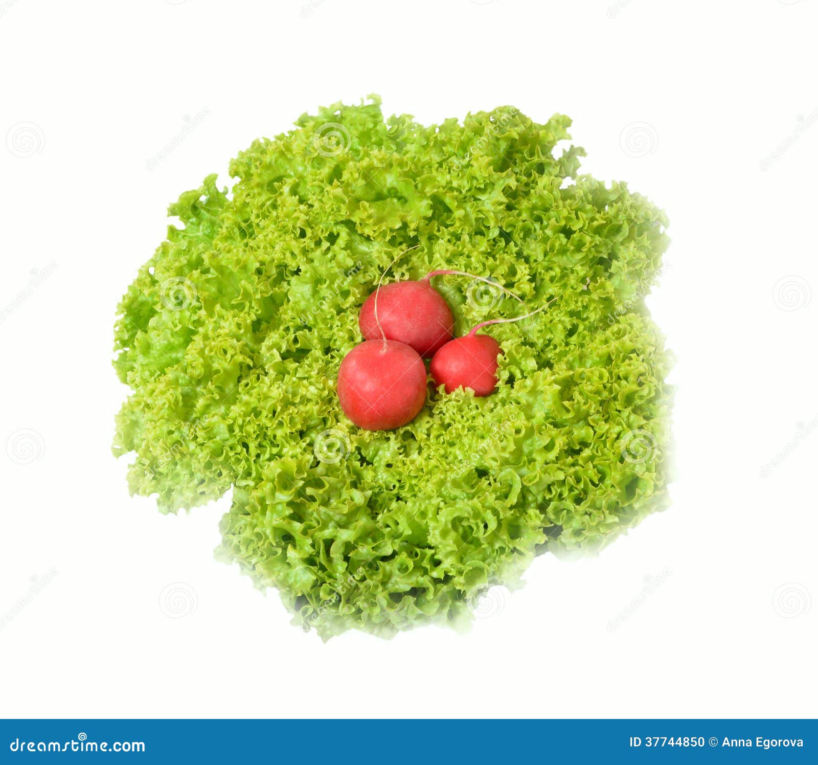 Three Radish in Lettuce Leaves Stock Photo Image of freshness