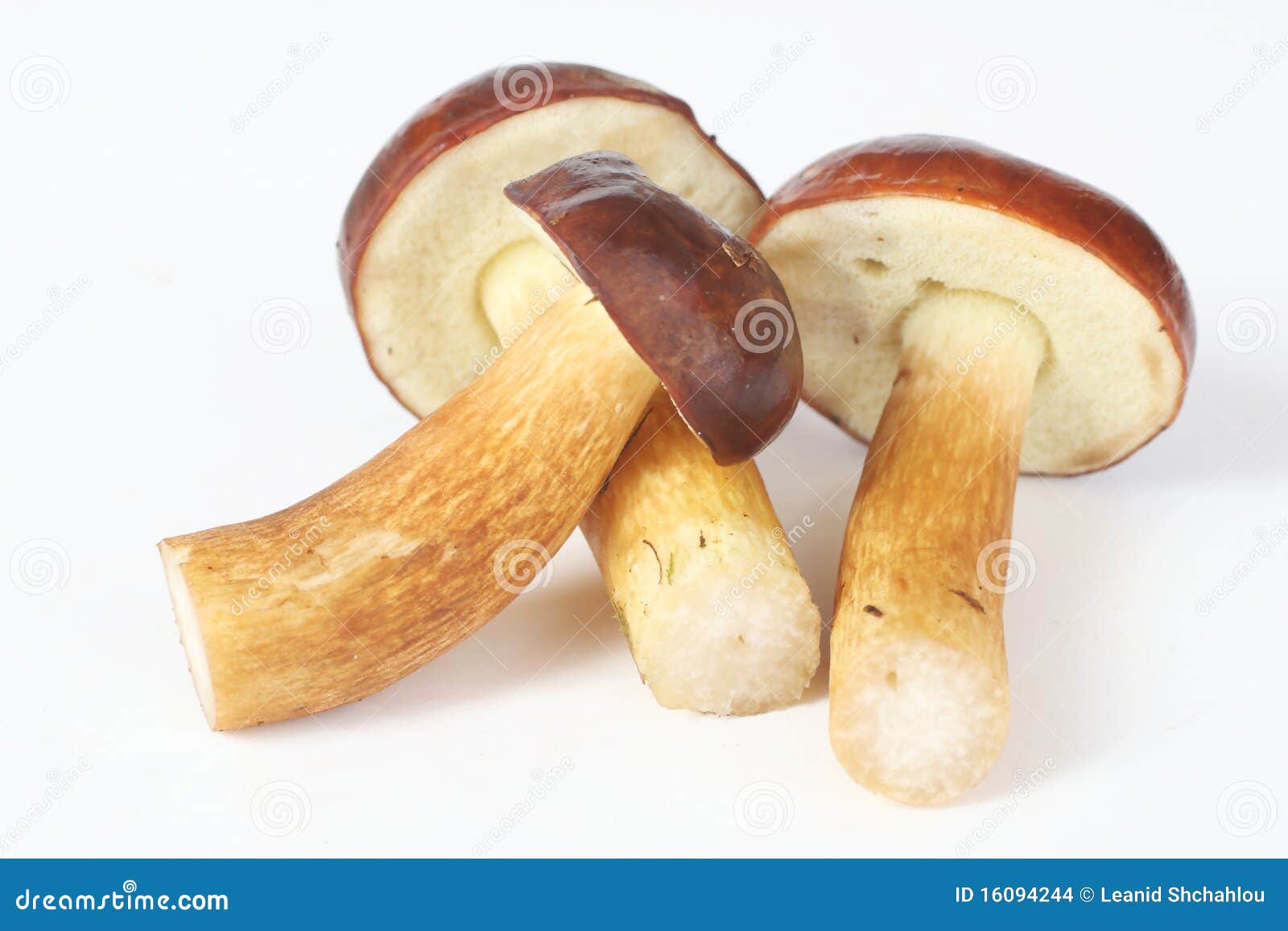 Three raw mushrooms. Mushroom (Xerocomus badius, Boletus badius) isolated on white background