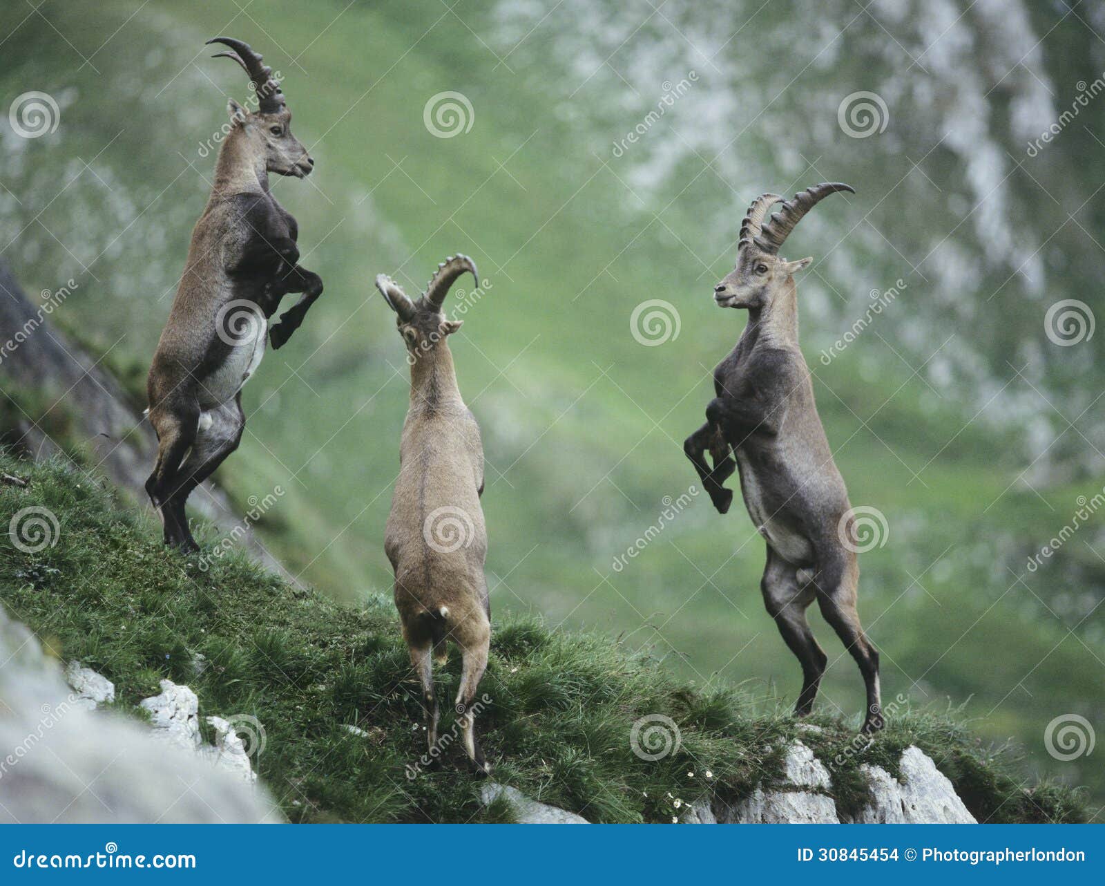 three rearing alpine ibexes