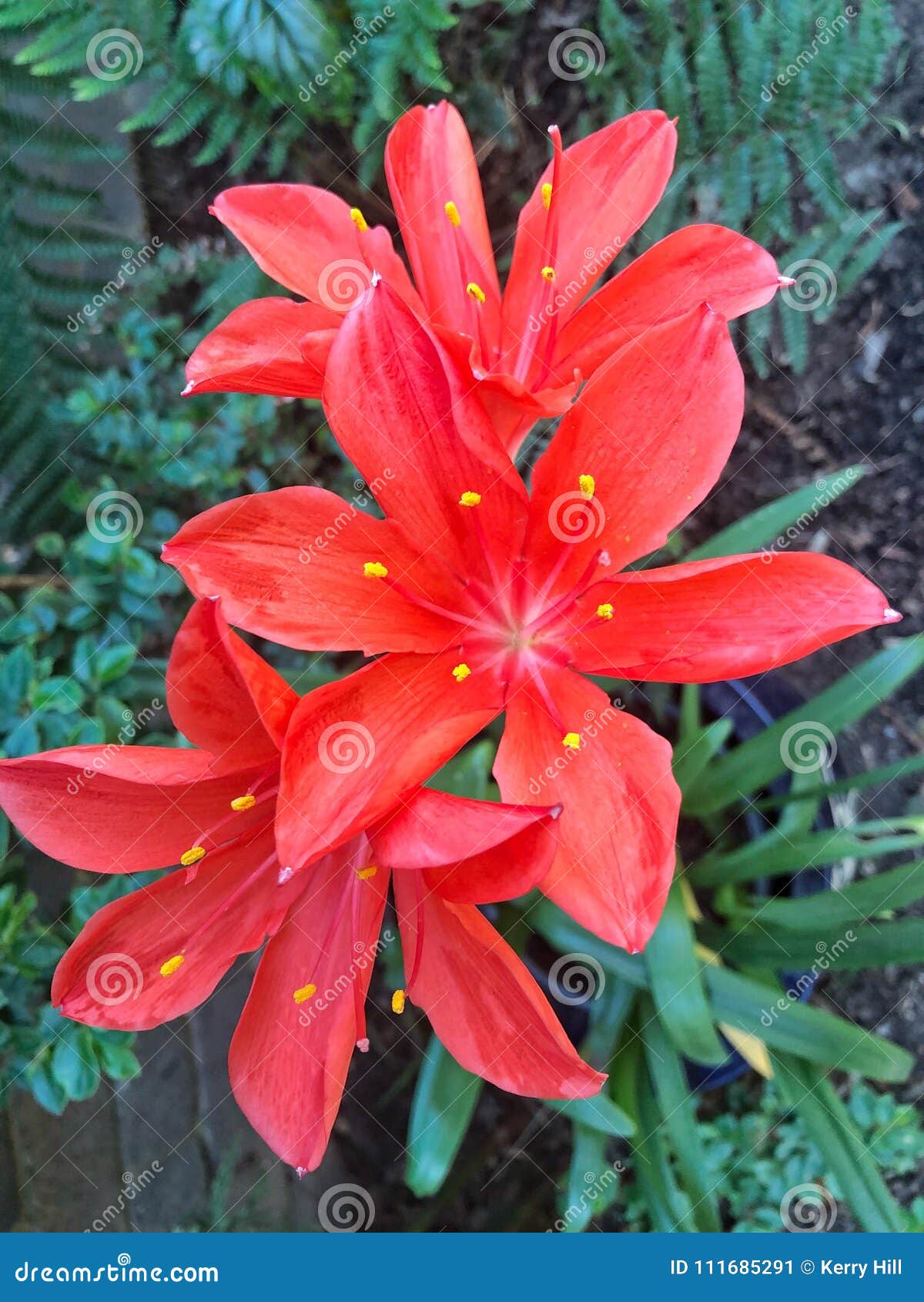 Three Red Christmas Lilies in Garden Stock Image Image of leaves