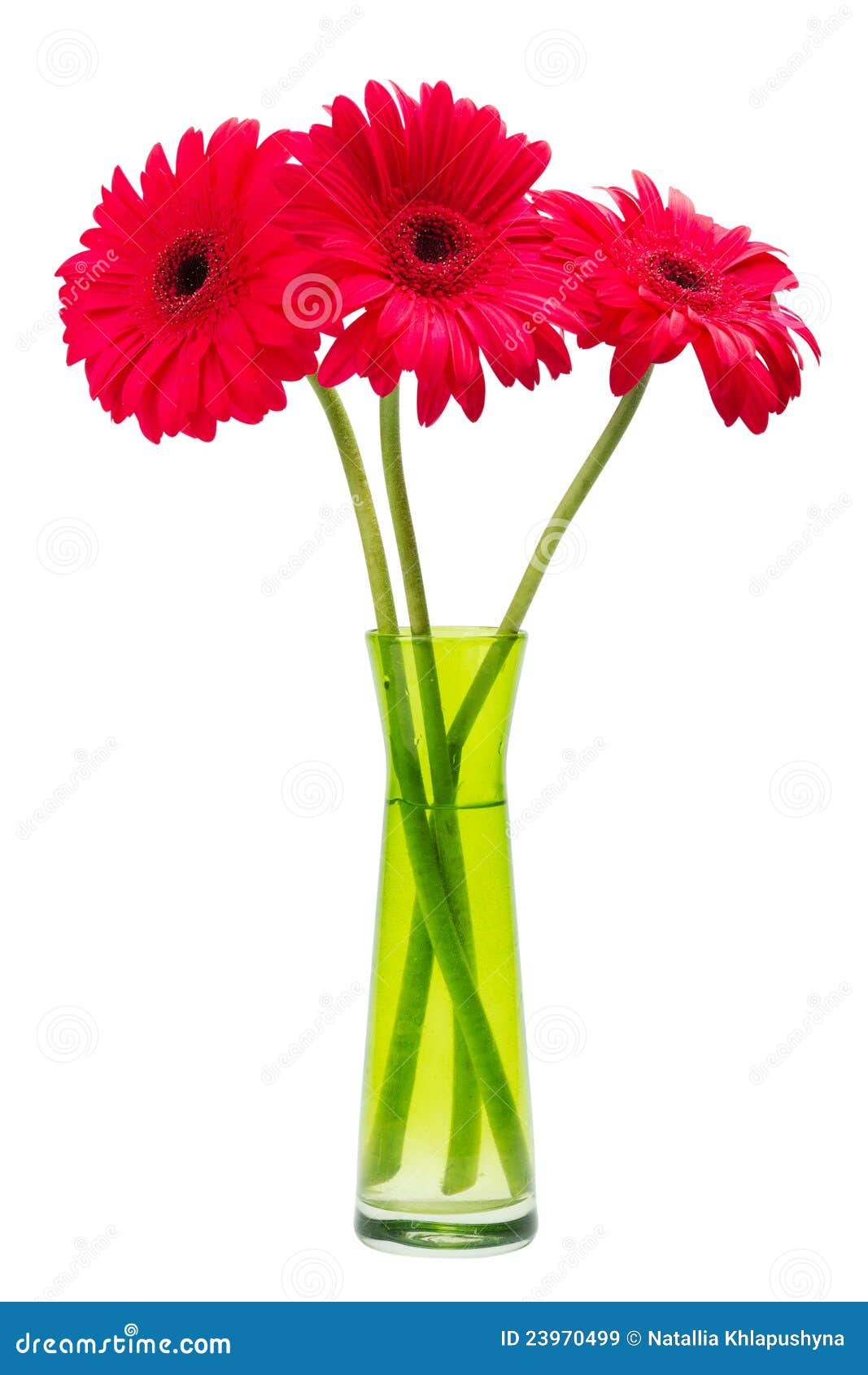 Three Red Gerber Flowers, Gerbera Daisies Stock Image - Image of season,  beautiful: 23970499