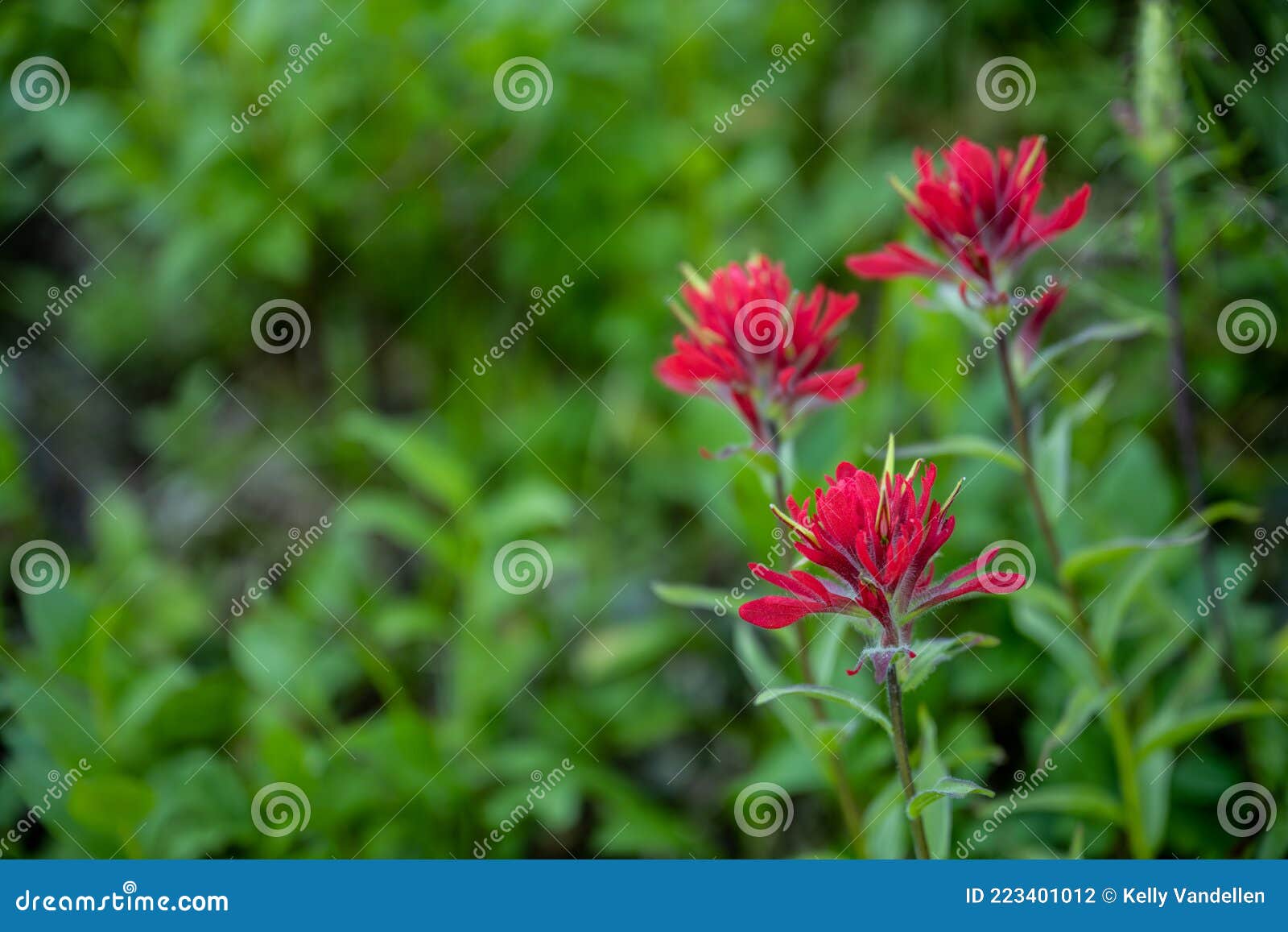 Three Red Paintbrush Flowers Bloom Stock Photo Image of petals, close