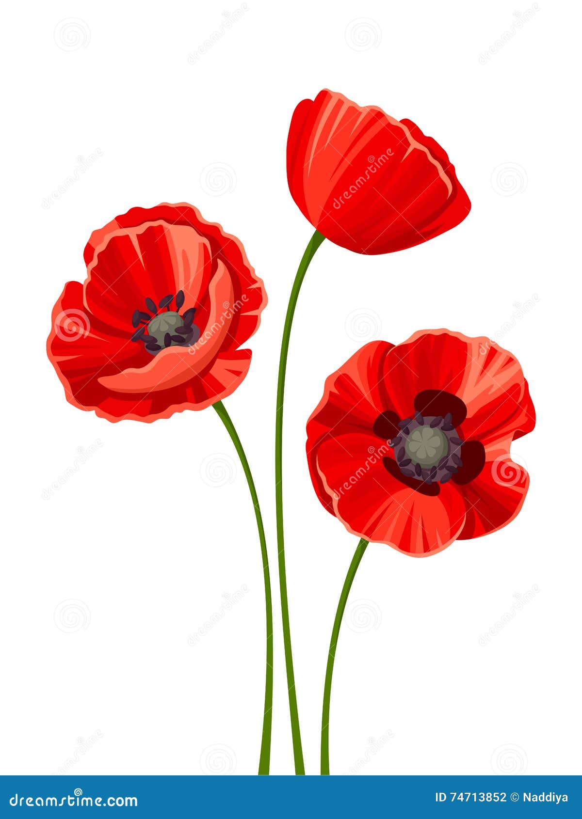 Set Of Red Poppies On White Background Stock Illustration