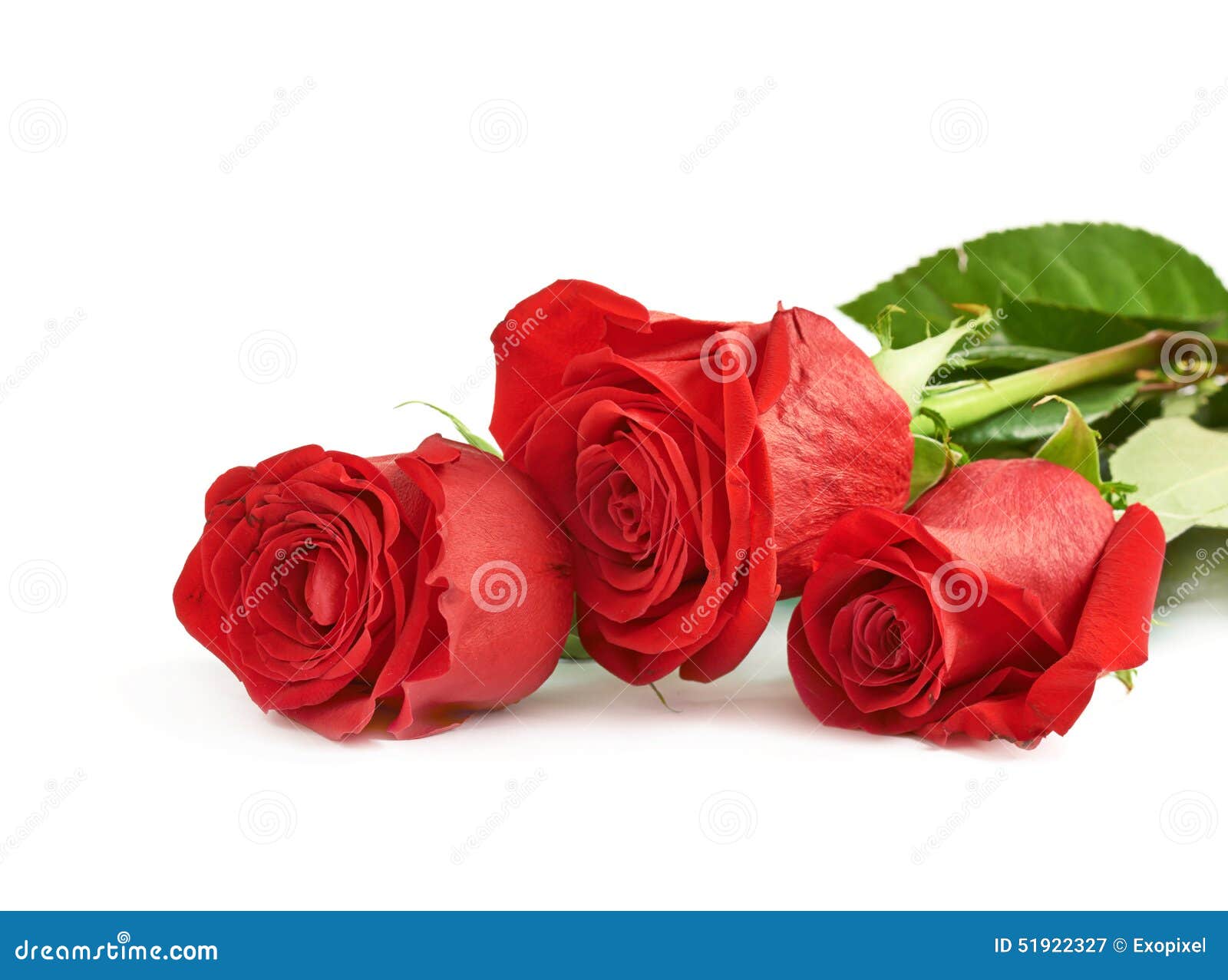 Three Red Roses Isolated Stock Image. Image Of Anniversary - 51922327